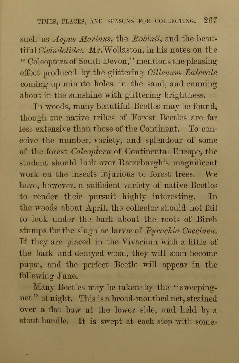 sucli as Aepus Marinas, the Hobinii, and the beau- tiful Cicindclidce. Mr. Wollaston, in his notes on the “ Coleoptera of South Devon,” mentions the pleasing effect produced by the glittering Gillenum Laterale coming up minute holes in the sand, and running about in the sunshine with glittering brightness. In woods, many beautiful Beetles may be found, though our native tribes of Forest Beetles are far less extensive than those of the Continent. To con- ceive the number, variety, and splendour of some of the forest Coleoptera of Continental Europe, the student should look over llatzeburgh’s magnificent work on the insects injurious to forest trees. We have, however, a sufficient variety of native Beetles to render their pursuit highly interesting. In the woods about April, the collector should not fail to look under the bark about the roots of Birch stumps for the singular larvae of JPyrochia Coccinea. If they are placed in the Vivarium with a little of the bark and decayed wood, they will soon become pupae, and the perfect Beetle will appear in the following June. Many Beetles may be taken-by the “ sweeping- net ” at night. This is a broad-mouthed net, strained over a flat bow at the lower side, and held by a stout handle. It is swept at each step with some-