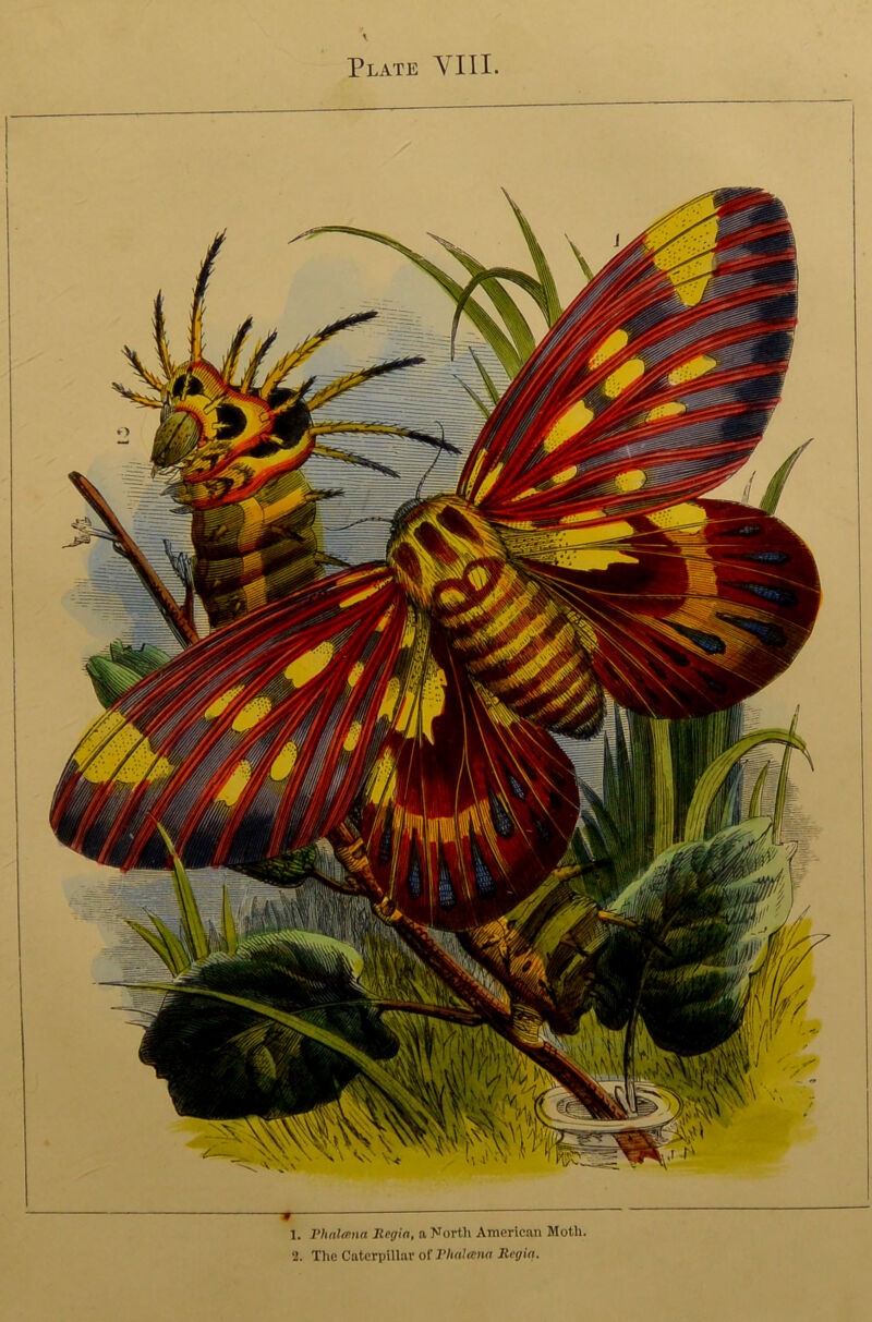 Plate VIII 1. Phnltena Regia, a North American Moth. 2. The Caterpillar of Rhalana Regia.