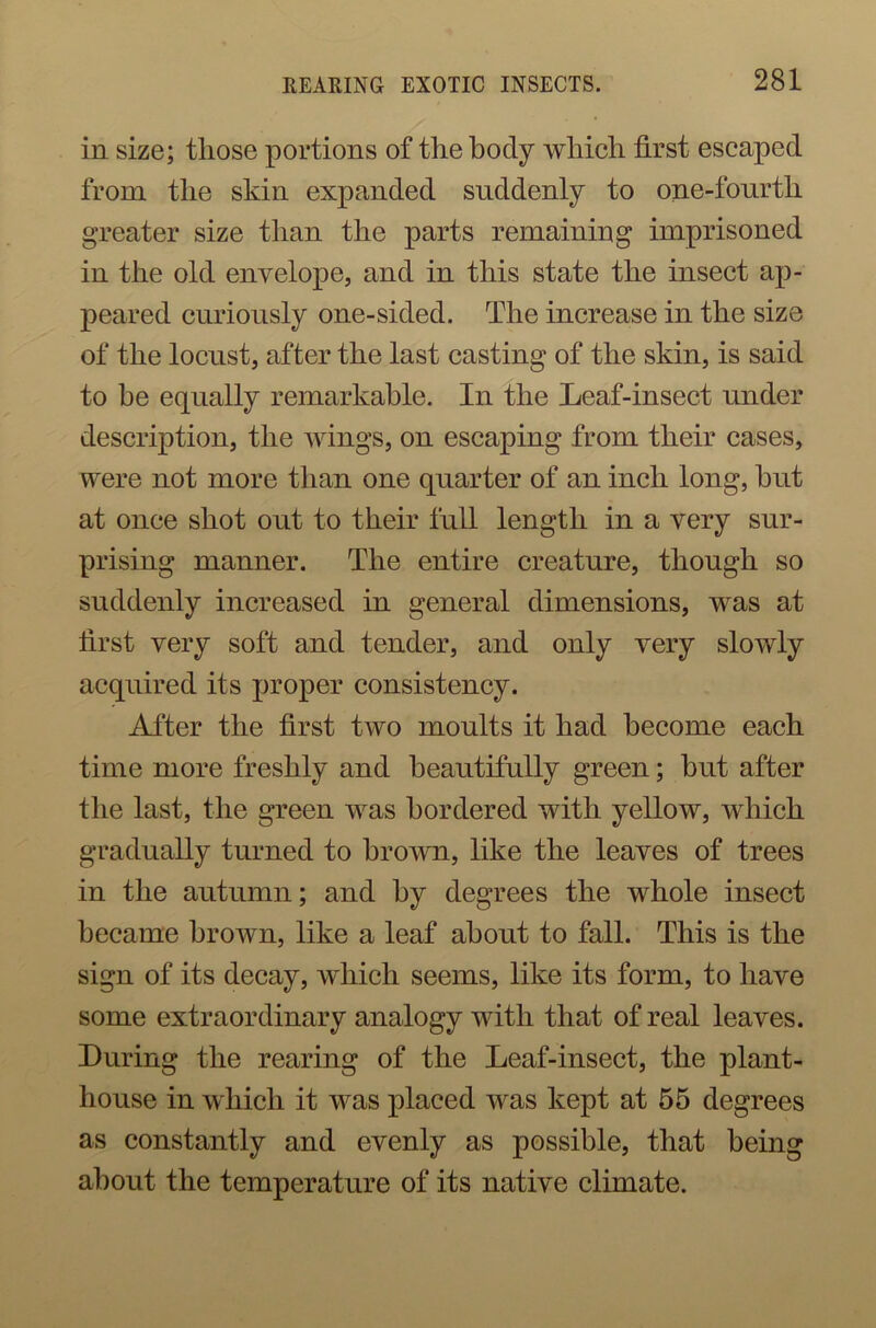 in size; those portions of the body which first escaped from the skin expanded suddenly to one-fonrtli greater size than the parts remaining imprisoned in the old envelope, and in this state the insect ap- peared curiously one-sided. The increase in the size of the locust, after the last casting of the skin, is said to be equally remarkable. In the Leaf-insect under description, the wings, on escaping from their cases, were not more than one quarter of an inch long, hut at once shot out to their full length in a very sur- prising manner. The entire creature, though so suddenly increased in general dimensions, was at first very soft and tender, and only very slowly acquired its proper consistency. After the first two moults it had become each time more freshly and beautifully green; but after the last, the green was bordered with yellow, which gradually turned to brown, like the leaves of trees in the autumn; and by degrees the whole insect became brown, like a leaf about to fall. This is the sign of its decay, which seems, like its form, to have some extraordinary analogy with that of real leaves. Luring the rearing of the Leaf-insect, the plant- house in which it was placed was kept at 55 degrees as constantly and evenly as possible, that being about the temperature of its native climate.