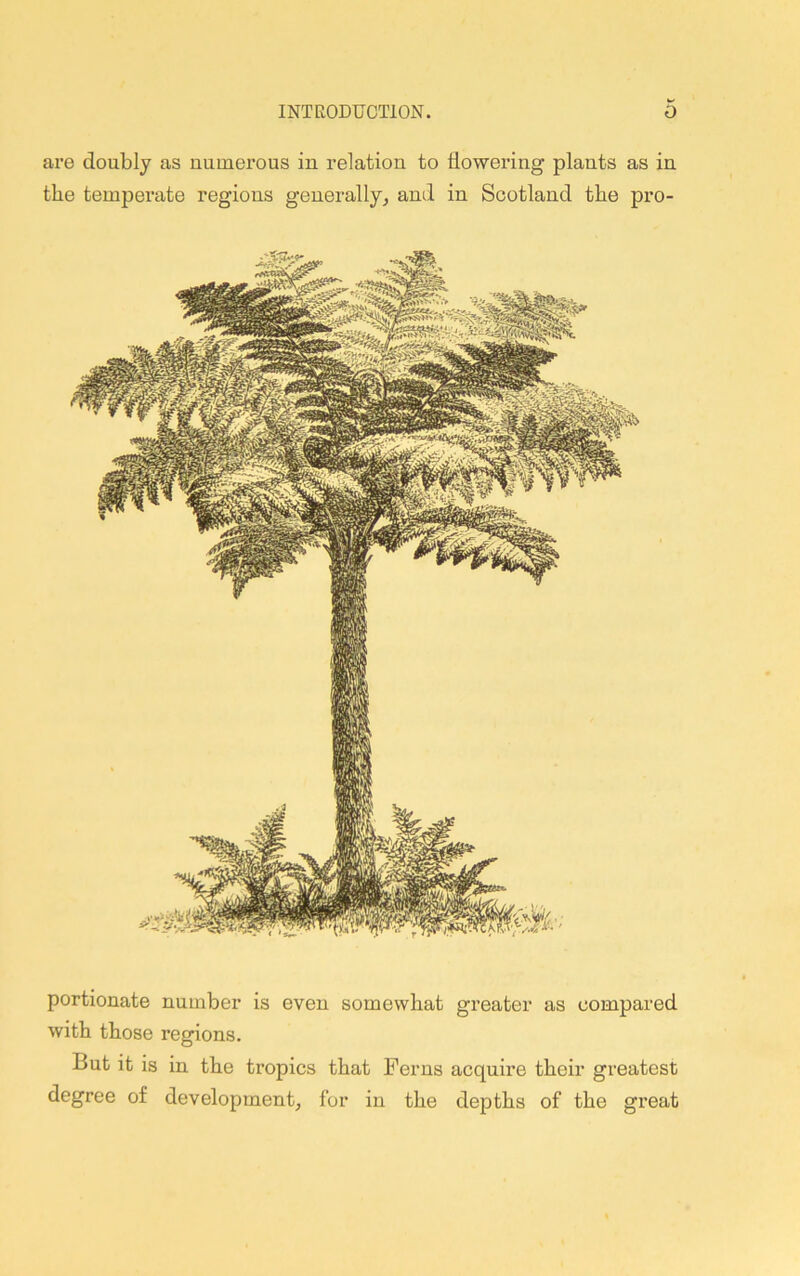 are doubly as numerous in relation to flowering plants as in the temperate regions generally, and in Scotland the pro- portionate number is even somewhat greater as compared with those regions. But it is in the tropics that Ferns acquire their greatest degree of development, for in the depths of the great