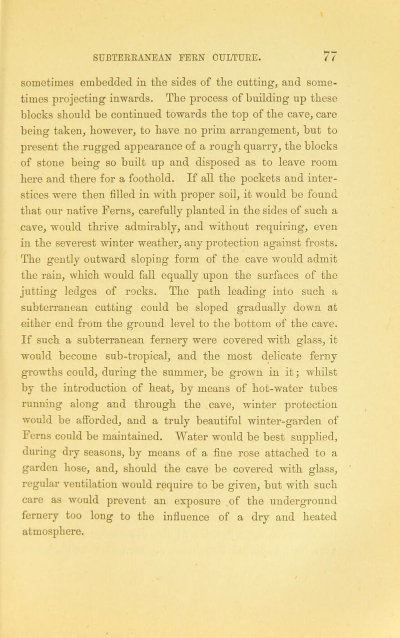 sometimes embedded in tbe sides of tbe cutting, and some- times projecting inwards. The process of building up these blocks should be continued towards the top of the cave, care being taken, however, to have no prim arrangement, but to present the rugged appearance of a rough quarry, the blocks of stone being so built up and disposed as to leave room here and there for a foothold. If all the pockets and inter- stices were then filled in with proper soil, it would be found that our native Ferns, carefully planted in the sides of such a cave, would thrive admirably, and without requiring, even in the severest winter weather, any protection against frosts. The gently outward sloping form of the cave would admit the rain, which would fall equally upon the surfaces of the jutting ledges of rocks. The path leading into such a subterranean cutting could be sloped gradually down at either end from the ground level to the bottom of the cave. If such a subtei’ranean fernery were covered with glass, it would become sub-tropical, and the most delicate ferny growths could, during the summer, be grown in it; whilst by the introduction of heat, by means of hot-water tubes running along and through the cave, winter protection would be afibrded, and a truly beautiful winter-garden of Ferns could be maintained. Water would be best supplied, during diy seasons, by means of a fine rose attached to a garden hose, and, should the cave be covered with glass, regular ventilation would require to be given, but with such care as would prevent an exposure of the underground fernery too long to the influence of a dry and heated atmosphere.