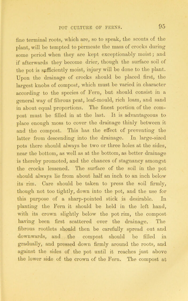 fine terminal roots, wliicli are, so to speak, the scouts of tke plant, will be tempted to permeate the mass of crocks during some period when they are kept exceptionably moist; and if afterwards they become drier, though the surface soil of the pot is sufficiently moist, injury will be done to the plant. Upon the drainage of crocks should be placed first, the largest knobs of compost, which must be varied in character according to the species of Fern, but should consist in a general way of fibrous peat, leaf-mould, rich loam, and sand in about equal proportions. The finest portion of the com- post must be filled in at the last. It is advantageous to place enough moss to cover the drainage thinly between it and the compost. This has the effect of preventing the latter from descending into the drainage. In large-sized pots there should always be two or three holes at the sides, near the bottom, as well as at the bottom, as better drainage is thereby promoted, and the chances of stagnancy amongst the crocks lessened. The surface of the soil in the pot should always lie from about half an inch to an inch below its rim. Care should be taken to press the soil firmly, though not too tightly, down into the pot, and the use for this purpose of a sharp-pointed stick is desirable. In planting the Fern it should be held in the left hand, with its crown slightly below the pot rim, the compost having been first scattered over the drainage. The fibrous rootlets should then be carefully spread out and downwards, and the compost should be filled in gradually, and pressed down firmly around the roots, and against the sides of the pot until it reaches just above the lower side of the crown of the Fern. The compost at