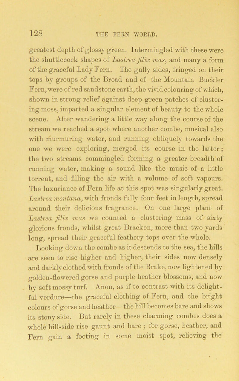 greatest depth of glossy green. Intermingled with these were the shuttlecock shapes of Lastreafilix mas, and many a form of the graceful Lady Fern. The gully sides^ fringed on their tops by groups of the Broad and of the Mountain Buckler FerUj were of red sandstone earth, the vivid colouring of which, shown in strong relief against deep green patches of cluster- ing moss, imparted a singular element of beauty to the whole scene. After wandering a little way along the course of the stream we reached a spot where another combe, musical also with murmuring water, and running obliquely towards the one wo were exploring, merged its course in the latter; the two streams commingled forming a greater breadth of running water, making a sound like the music of a little torrent, and filling the air with a volume of soft vapours. The luxuinance of Fern life at this spot Avas singularly great. Lastrea movtana, with fronds fully four feet in length, spread around their delicious fragrance. On one large plant of Lastrea filix mas we counted a clustering mass of sixty gloilous fronds, Avhilst great Bracken, more than two yards long, spread their graceful feathery tops over the whole. Looking down the combe as it descends to the sea, the hills are seen to rise higher and higher, their sides now densely and darkly clothed with fronds of the Brake, now lightened by golden-flowered gorse and purple heather blossoms, and now by soft mossy turf. Anon, as if to contrast with its delight- ful verdure—the graceful clothing of Fern, and the bright colours of gorse and heather—the hill becomes bare and shows its stony side. But rarely in these charming combes does a whole hill-side rise gaunt and bare; for gorse. Leather, and Fern gain a footing in some moist spot, relieving the