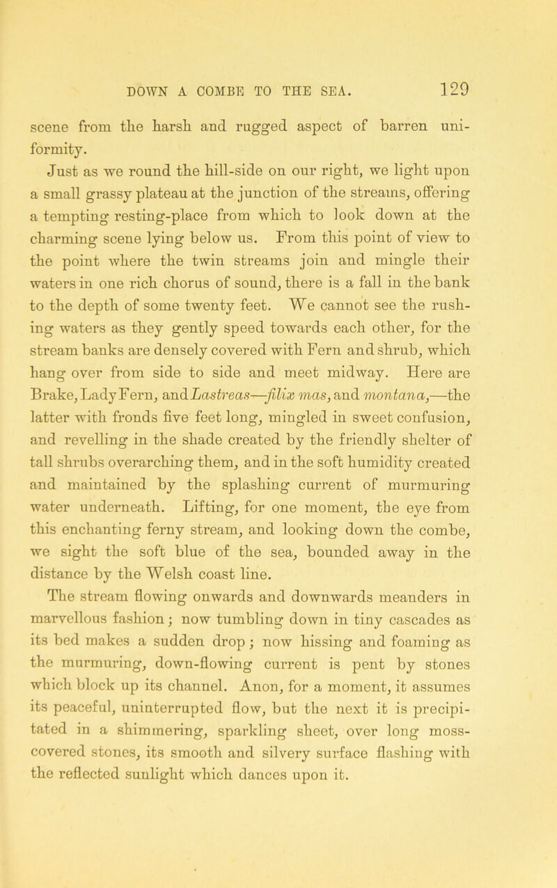 scene from tlie harsli and rugged aspect of barren uni- formity. Just as we round tbe bill-side on our right, we light upon a small grassy plateau at the junction of the streams, offering a tempting resting-place from which to look down at the charming scene lying below us. From this point of view to the point where the twin streams join and mingle their waters in one rich chorus of sound, there is a fall in the bank to the depth of some twenty feet. We cannot see the rush- ing waters as they gently speed towards each other, for the stream banks are densely covered with Fern and shrub, which hang over from side to side and meet midway. Here are Brake, Lady Fern, andLus^reas—-jilix mas, and montana,—the latter with fronds five feet long, mingled in sweet confusion, and revelling in the shade created by the friendly shelter of tall shrubs overarching them, and in the soft humidity created and maintained by the splashing current of murmuring water underneath. Lifting, for one moment, the eye from this enchanting ferny stream, and looking down the combe, we sight the soft blue of the sea, bounded away in the distance by the Welsh coast line. The stream flowing onwards and downwards meanders in marvellous fashion; now tumbling down in tiny cascades as its bed makes a sudden drop; now hissing and foaming as the murmuring, down-flowing current is pent by stones which block up its channel. Anon, for a moment, it assumes its peaceful, uninterrupted flow, but the next it is precipi- tated in a shimmering, sparkling sheet, over long moss- covered stones, its smooth and silvery surface flashing with the reflected sunlight which dances upon it.