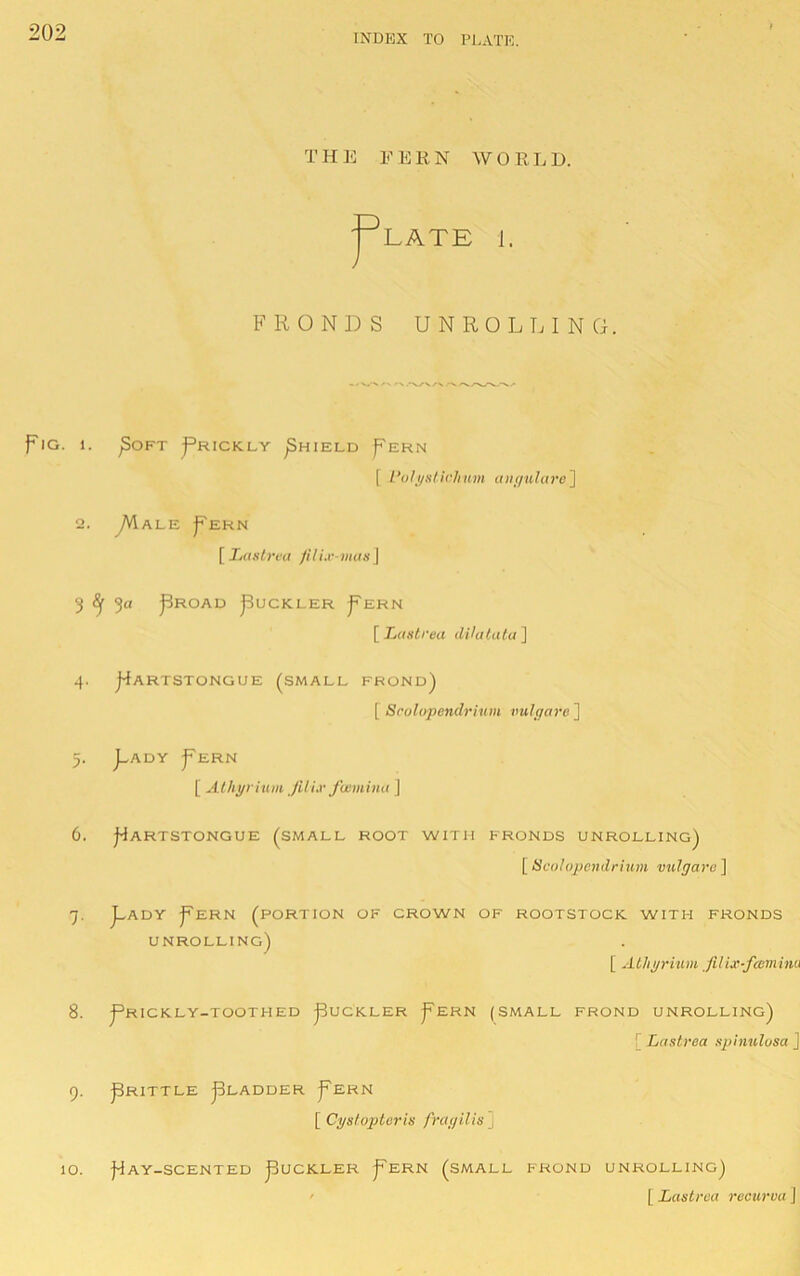 VJl INDEX TO PLATE. '^LATE 1. y FRONDS UNROLLING. fiG. 1. pOFT j^RICKLY ^HIELD )='EKN [ I’oli/slichnni aiiguhire^ 2. yVlALE J^EKN [ i((.vOva filLr-inas] 5 5a j^ROAD jBuCKLER j^ERN [ Xa.v</'ea di/atala] 4. j^ARTSTONGUE (SMALL FROND) [ Scolopendrhim vulgare'] jwADY j^ERN [ Alhyriiim JilLv fuimimt J 6. j^ARTSTONGUE (SMALL ROOT WITH FRONDS UNROLLING) [ Scolopendrium vulgare ] 7- J^ADY )^ERN (portion OF unrolling) CROWN OF ROOTSTOCK. WITH FRONDS [ Athgrmm filix-fceminu 8. J^RICKLY-TOOTHED )3UCK.LER )^ERN (SMALL FROND UNROLLING) [ Lastrea xpinulosa j 9. jSRITTLE j3LADDER j^ERN [ Cyslopteris fragilis , 10. Ray-scented Ruckler Rern (small frond unrolling) ' [ Lastrea recurva J