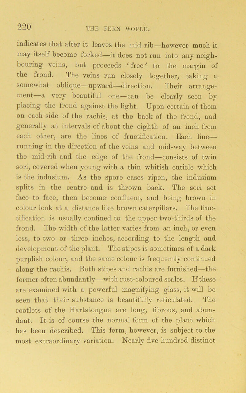 indicates that after it leaves the mid-rib—however much it may itself become forked—ic does not run into any neigh- boni'iug veins, but proceeds ‘ free ’ to the margin of the frond. The veins run closely together, taking a somewhat oblique—upward—direction. Their arrange- ment—a very beautiful one—can be clearly seen by placing the frond against the light. Upon certain of them on each side of the rachis, at the back of the frond, and generally at intervals of about the eighth of an inch from each other, are the lines of fructification. Bach line— running in the direction of the veins and mid-way between the mid-rib and the edge of the frond—consists of twin sori, covered when young with a thin whitish cuticle which is the iudusium. As the spore cases ripen, the indusium splits in the centre and is thrown back. The sori set face to face, then become- confluent, and being brown in colour look at a distance like brown caterpillars. The fruc- tiflcatiou is usually confined to the upper two-thirds of the frond. The width of the latter varies from an inch, or even less, to two or three inches, according to the length and development of the plant. The stipes is sometimes of a dark purplish colour, and the same colour is frequently continued along the rachis. Both stipes and rachis are furnished—the former often abundantly—with rust-coloured scales. If these are examined with a powerful magnifying glass, it will be seen that their substance is beautifully reticulated. The rootlets of the Hartstongue are long, fibrous, and abun- dant. It is of course the normal foi’m of the plant which has been described. This form, however, is subject to the most extraordinary variation. Nearly five hundred distinct