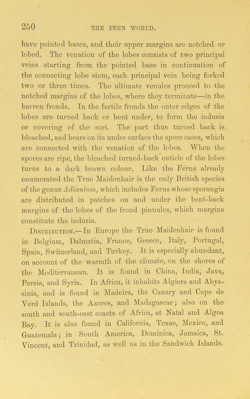 have pointed bases, and their upper margins are notched or lobed. The venation of the lobes consists of two principal veins starting from the pointed base in continuation of the connecting lobe stem, each principal vein being forked two or three times. The ultimate venules proceed to the notched margins of the lobes, where they terminate—in the barren fronds. In the fertile fronds the outer edges of the lobes are turned back or bent under, to form the indusia or covering of the sori. The part thus turned back is bleached, and bears on its under surface the spore cases, which arc connected with tlie venation of the lobes. When the spores are ripe, the bleached turned-back cuticle of the lobes turns to a dark brown colour. Like the Ferns already enumerated the True Maidenhair is the only Bi’itish species of the genus Adiantum, which includes Ferns whose sporangia are distributed in patches on and under the bent-back margins of the lobes of the frond pinnules, which margins constitute the indusia. Distribution.—In Eui’ope the True Maidenhair is found in Belgium, Dalmatia, France, Greece, Italy, Portugal, Spain, Switzerland, and Turkey. It is especially abundant, on account of the warmth of the climate, on the shores of the Mediterranean. It is found in China, India, Java, Persia, and Syria. In Africa, it inhabits Algiers and Abys- sinia, and is found in Madeira, the Canary and Cape de Verd Islands, the Azores, and Madagascar; also on the south and south-east coasts of Africa, at Natal and Algoa Bay. It is also found in California, Texas, Mexico, and Guatemala; in South America, Dominica, Jamaica, St. Vincent, and Trinidad, as well as in the Sandwich Islands.
