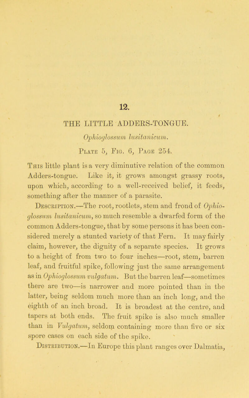 12. / THE LITTLE ADDEES-TONGUE. OphiogJossum lusitanicum. Plate 5, Fig. 6, Page 254. This little plant is a very diminutive relation of the common Adders-tongue. Like it, it grows amongst grassy roots, upon which, according to a well-received belief, it feeds, something after the manner of a parasite. Description.—The root, rootlets, stem and frond of OpMo- (jlossum lusitanicum, so much resemble a dwarfed form of the common Adders-tongue, that by some persons it has been con- sidered merely a stunted variety of that Fern. It may fairly claim, however, the dignity of a separate species. It grows to a height of from two to four inches—root, stem, barren leaf, and fruitful spike, following just the same arrangement as in Ophioglossum vulgatum. But the barren leaf—sometimes there are two—is narrower and more pointed than in the latter, being seldom much more than an inch long, and the eighth of an inch broad. It is broadest at the centre, and tapers at both ends. The fruit spike is also much smaller than in Vulgatum, seldom containing more than five or six spore cases on each side of the spike. Distribution.—In Europe this plant ranges over Dalmatia,