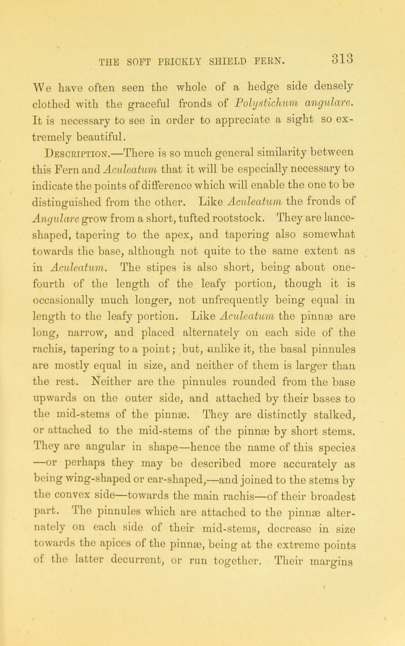 We have often seen the whole of a hedge side densely clothed with the graceful fronds of Folystichum angulare. It is necessary to see in order to appreciate a sight so ex- tremely beautiful. Description.—There is so much general similarity between this Fern and Aculeatmn that it will be especially necessary to indicate the points of difference which will enable the one to be distinguished from the other. Like Aculeahcm the fronds of Angulare grow from a short, tufted rootstock. They are lance- shaped, tapering to the apex, and tapering also somewhat towards the base, although not quite to the same extent as in Aculeatum. The stipes is also short, being about one- fourth of the length of the leafy portion, though it is occasionally much longer, not unfrequently being equal in length to the leafy portion. Like Acideatum the pinnm are long, narrow, and placed alternately on each side of the rachis, tapering to a point; but, unlike it, the basal pinnules are mostly equal in size, and neither of them is larger than the rest. Neither are the pinnules rounded from the base upwards on the outer side, and attached by their bases to the mid-stems of the pinnae. They are distinctly stalked, or attached to the mid-stems of the pinnae by short stems. They are angular in shape—hence the name of this species —or perhaps they may be described more accurately as being wing-shaped or ear-shaped,—and joined to the stems by the convex side—towards the main rachis—of their broadest part. The pinnules which are attached to the pinnae alter- nately on each side of their mid-stems, decrease in size towards the apices of the pinnae, being at the extreme points of the latter decurrent, or run together. Their margins
