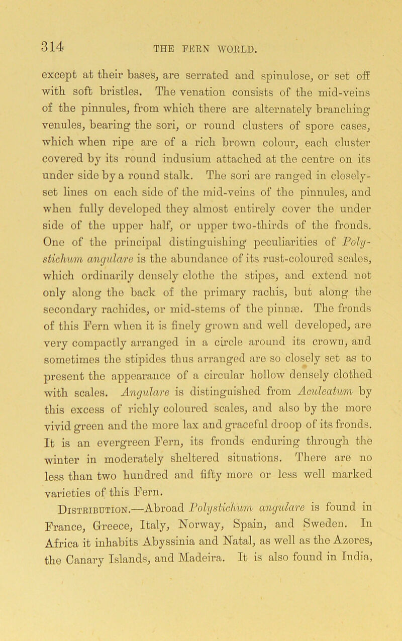 except at tlieir bases, are serrated and spinulose, or set off with soft bristles. The venation consists of the mid-veins of the pinnules, from which there are alternately branching venules, bearing the sori, or round clusters of spore cases, which when ripe are of a rich brown colour, each cluster covered by its round indusium attached at the centre on its under side by a round stalk. The sori are ranged in closely- set lines on each side of the mid-veins of the pinnules, and when fully developed they almost entirely cover the under side of the upper half, or upper two-thirds of the fronds. One of the principal distinguishing peculiarities of Poly- stichnin angulare is the abundance of its rust-coloured scales, which ordinarily densely clothe the sti2)es, and extend not only along the back of the |Drimary rachis, but along tlie secondary rachides, or mid-stems of the pinuae. The fronds of this Fern when it is finely grown and well develojDed, are very compactly arranged in a cu’cle around its crown, and sometimes the stipides thus arranged are so closely set as to present the ajojoearance of a circular hollow densely clothed with scales. Angulare is distinguished from Aculeatum by this excess of richly coloured scales, and also by the more vivid green and the more lax and graceful droop of its fronds. It is an evergreen Pern, its fronds enduring through the winter in moderately sheltered situations. There are no less than two hundred and fifty more or less well marked varieties of this Fern. Distribution.—Abroad Polysticlium angulare is found in France, Greece, Italy, Norway, Spain, and Sweden. In Africa it inhabits Abyssinia and Natal, as well as the Azores, the Canary Islands, and Madeira. It is also found in India,