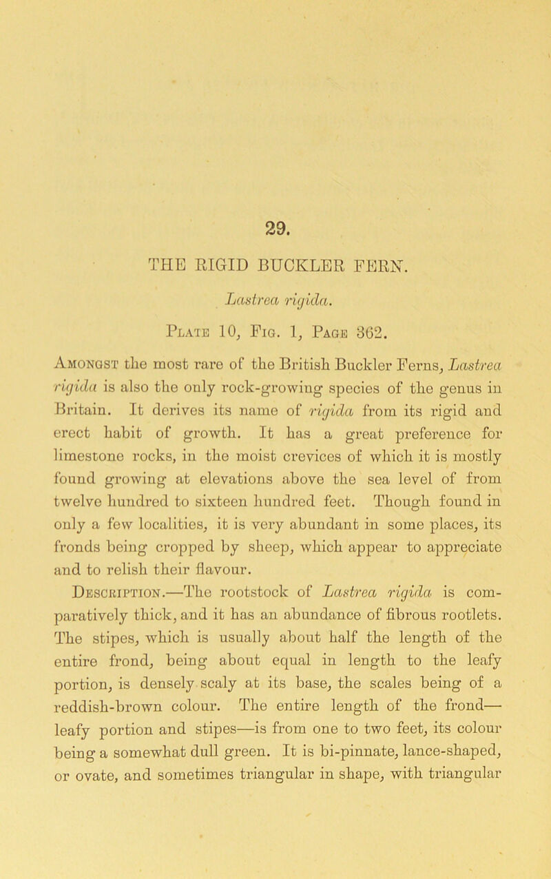 29. THE RIGID BUCKLER FERN. Lastrea ricjida. Pla'ie 10, Pig. 1, Page 862. Amongst the most rare of the British Buckler Ferns, Lastrea. ru/ida is also the only rock-growing species of the genus in Britain. It derives its name of rujida from its rigid and erect habit of growth. It has a great preference for limestone rocks, in the moist crevices of which it is mostly found growing at elevations above the sea level of from twelve hundred to sixteen hundred feet. Though found in only a few localities, it is very abundant in some places, its fronds being cropped by sheep, which appear to appreciate and to relish their flavour. Description.—The rootstock of Lastrea rigida is com- paratively thick, and it has an abundance of fibrous rootlets. The stipes, which is usually about half the length of the entire frond, being about equal in length to the leafy portion, is densely scaly at its base, the scales being of a reddish-brown colour. The entire length of the frond— leafy portion and stipes—is from one to two feet, its colour being a somewhat dull green. It is bi-pinnate, lance-shaped, or ovate, and sometimes triangular in shape, with triangular