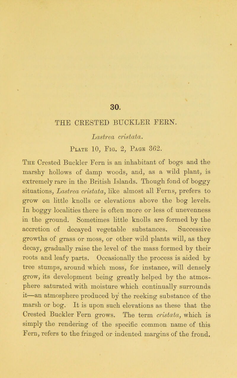 30. THE CRESTED BUCKLER FERN. Lastrea cristata. Plate 10, Fig. 2, Page 362. The Crested Buckler Fern is an inkabitant of bogs and the marshy hollows of damp woods, and, as a wild plant, is extremely rare in the British Islands. Though fond of boggy situations, Lastrea cristata, like almost all Ferns, prefers to grow on little knolls or elevations above the bog levels. In boggy localities there is often more or less of unevenness in the ground. Sometimes Httle knolls are formed by the accretion of decayed vegetable substances. Successive growths of grass or moss, or other wild plants will, as they decay, gradually raise the level of the mass formed by their roots and leafy parts. Occasionally the process is aided by tree stumps, around which moss, for instance, will densely grow, its development being greatly helped by the atmos- phere saturated with moisture which continually surrounds it—an atmosphere produced by the reeking substance of the marsh or bog. It is upon such elevations as these that the Crested Buckler Fern grows. The term cristata, which is simply the rendering of the specific common name of this Fern, refers to the fringed or indented margins of the frond.