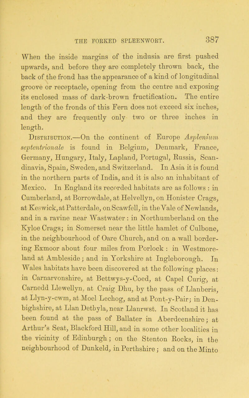 When the inside margins of the indnsia are first pushed upwards^ and before they are completely thrown back, the back of the frond has the appearance of a kind of longitudinal groove or receptacle, opening from the centre and exposing its enclosed mass of dark-brown fructification. The entire length of the fronds of this Fern does not exceed six inches, and they are frequently only two or three inches in length. Distribution.—On the continent of Europe Asplenlum septentrionale is found in Belgium, Denmark, France, Germany, Hungary, Italy, Lapland, Portugal, Russia, Scan- dinavia, Spain, Sweden, and Switzerland. In Asia it is found in the northern parts of India, and it is also an inhabitant of Mexico. In England its recorded habitats are as follows ; in Cumberland, at Borrowdale, at Helvellyn, on Honister Crags, at Keswick, at Patterdale, onScawfell, in the Vale ofNewlands, and in a ravine near Wastwater : in Northumberland on the Kyloe Crags; in Somerset near the little hamlet of Culbone, in the neighbourhood of Oare Church, and on a wall border- ing Exmoor about four miles from Porlock : in Westmore- land at Ambleside; and in Yorkshire at Ingleborough. In Wales habitats have been discovered at the following places; in Carnarvonshire, at Bettwys-y-Coed, at Capel Curig^ at Carnedd Llewellyn, at Craig Dhu, by the pass of Llanberis, at Llyn-y-cwm, at Moel Lechog, and at Pont-y-Pair; in Den- bighshire, at Llan Dethyla, near Llanrwst. In Scotland it has been found at the pass of Ballater in Aberdeenshire; at Arthur's Seat, Blackford Hill, and in some other localities in the vicinity of Edinburgh; on the Stenton Rocks, in the neighbourhood of Dunkeld, in Perthshire; and on the Minto