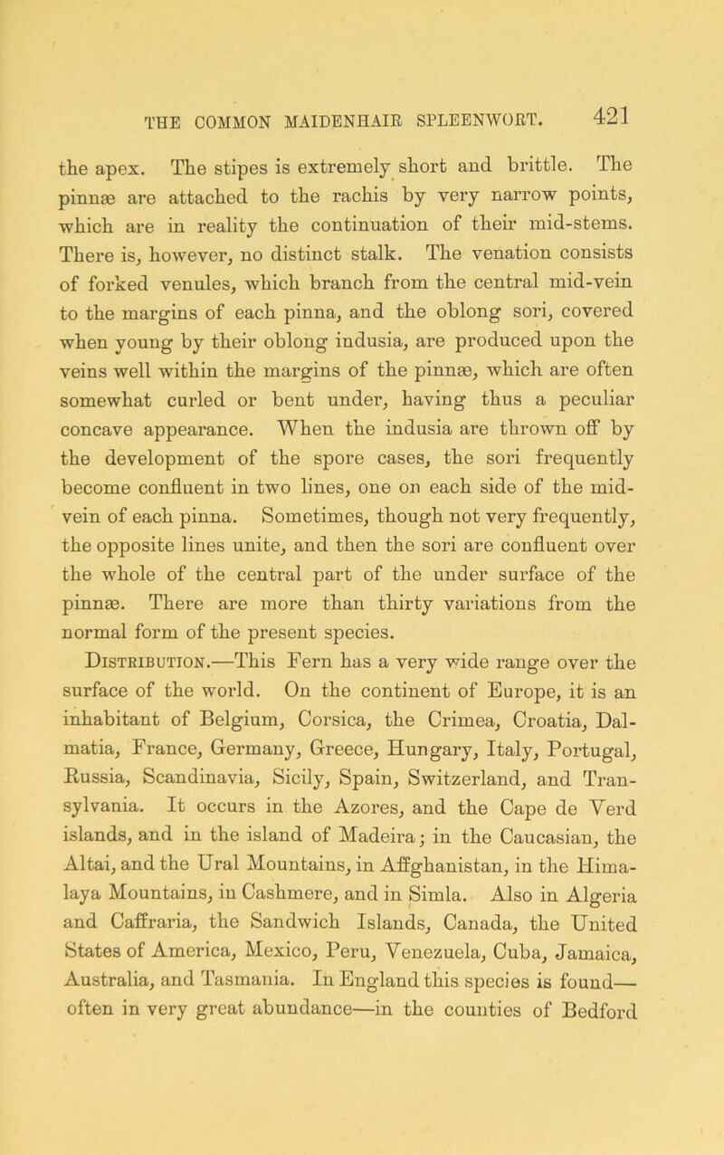 the apex. The stipes is extremely short and brittle. The pinute are attached to the rachis by very narrow points, which are in reality the continuation of their mid-stems. There is, however, no distinct stalk. The venation consists of forked venules, which branch from the central mid-vein to the margins of each pinna, and the oblong sori, covered when young by their oblong indusia, are produced upon the veins well within the margins of the pinnae, which are often somewhat curled or bent under, having thus a peculiar concave appearance. When the indusia are thrown off by the development of the spore cases, the soil frequently become confluent in two lines, one on each side of the mid- ' vein of each pinna. Sometimes, though not very frequently, the opposite lines unite, and then the sori are confluent over the whole of the central part of the under surface of the pinnae. There are more than thirty variations from the normal form of the present species. Distribution.—This Fern has a very wide range over the surface of the world. On the continent of Europe, it is an inhabitant of Belgium, Corsica, the Crimea, Croatia, Dal- matia, France, Germany, Greece, Hungary, Italy, Portugal, Russia, Scandinavia, Sicily, Spain, Switzerland, and Tran- sylvania. It occurs in the Azores, and the Cape de Verd islands, and in the island of Madeira; in the Caucasian, the Altai, and the Ural Mountains, in AfPghanistan, in the Hima- laya Mountains, in Cashmere, and in Simla. Also in Algeria and Caffraria, the Sandwich Islands, Canada, the United States of America, Mexico, Peru, Venezuela, Cuba, Jamaica, Australia, and Tasmania. In England this species is found— often in very great abundance—in the counties of Bedford