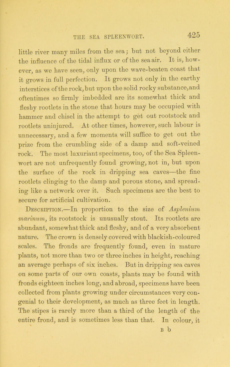 littl© rivGr many milGS from tliG sea; but not boyond either the influence of the tidal influx or of the sea air. It is, how- ever, as we have seen, only upon the wave-beaten, coast that it grows in full perfection. It grows not only in the earthy interstices of the rock, but upon the solid rocky snbstance,and oftentimes so firmly imbedded are its somewhat thick and flesby rootlets in the stone that hours may be occupied with hammer and chisel in the attempt to get out rootstock and rootlets uninjured. At other times, however, such labour is unnecessary, and a few moments will suffice to get out the prize from the crumbling side of a damp and soft-veined rock. The most luxuriant specimens, too, of the Sea Spleen- wort are not unfrequently found growing, not in, but upon the surface of the rock in dripping sea caves—the fine rootlets clinging to the damp and porous stone, and spread- ing like a network over it. Such specimens are the best to secure for artificial cultivation. Description.—In proportion to the size of Asplenmm marinum, its rootstock is unusually stout. Its rootlets are abundant, somewhat thick and fleshy, and of a very absorbent nature. The crown is densely covered with blackish-coloured scales. The fronds are frequently found, even in mature plants, not more than two or three inches in height, reaching an average perhaps of six inches. But in dripping sea caves on some parts of our own coasts, plants may be found with fronds eighteen inches long, and abroad, specimens have been collected from plants growing under circumstances very con- genial to their development, as much as three feet in length. The stipes is rarely more than a third of the length of the entire frond, and is sometimes less than that. In colour, it B b