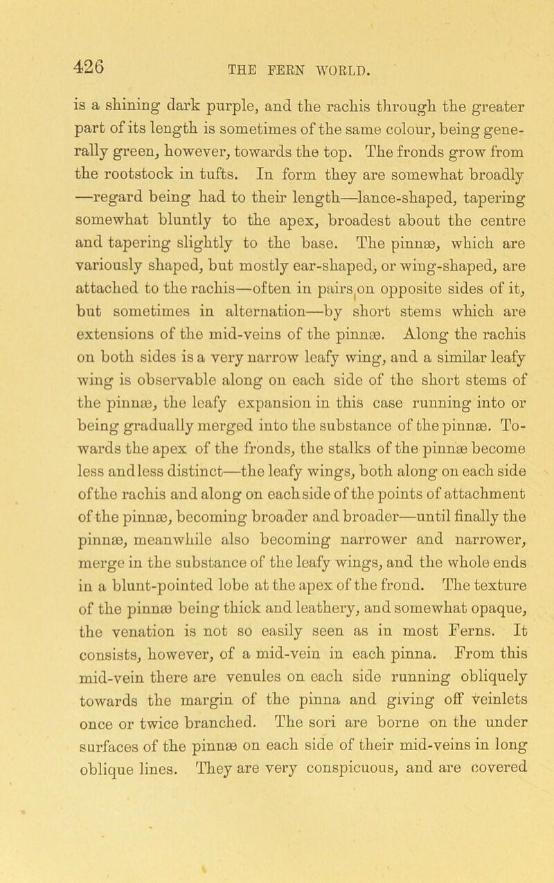 is a shining dark purple, and the rachis through the greater part of its length is sometimes of the same colour, being gene- rally green, however, towards the top. The fronds grow from the rootstock in tufts. In form they are somewhat broadly —regard being had to their length—lance-shaped, tapering somewhat bluntly to the apex, broadest about the centre and tapering slightly to the base. The pinnm, which are variously shaped, but mostly ear-shaped> or wing-shaped, are attached to the rachis—often in pairs^on opposite sides of it, but sometimes in alternation—by short stems wliich are extensions of the mid-veins of the pinnae. Along the rachis on both sides is a very narrow leafy wing, and a similar leafy wing is observable along on each side of the short stems of the pinnae, the leafy expansion in this case running into or being gradually merged into the substance of the pinnae. To- wards the apex of the fronds, the stalks of the pinnae become less and less distinct—the leafy wings, both along on each side of the rachis and along on each side of the points of attachment of the pinnae, becoming broader and broader—until finally the pinnae, meanwhile also becoming narrower and narrower, merge in the substance of the leafy wings, and the whole ends in a blunt-pointed lobe at the apex of the frond. The texture of the pinnae being thick and leathery, and somewhat opaque, the venation is not so easily seen as in most Ferns, It consists, however, of a mid-vein in each pinna. From this mid-vein there are venules on each side running obliquely towards the margin of the pinna and giving off teinlets once or twice branched. The sori are borne on the under surfaces of the pinnae on each side of their mid-veins in long oblique lines. They are very conspicuous, and are covered