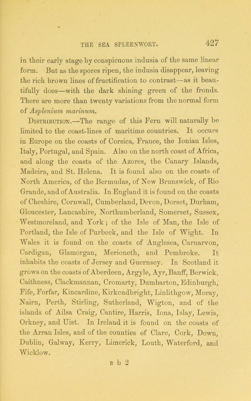 in their early stage by conspicuous indusia of the same linear form. But as the spores ripen, the indusia disappear, leaving the rich brotvn lines of fructification to contrast—as it beau- tifully does—with the dark shining green of the fronds. There are more than twenty variations from the normal form of Asplenium marinum. Distribution.—The range of this Fern will naturally be limited to the coast-lines of maritime countries. It occurs in Europe on the coasts of Corsica, France, the Ionian Isles, Italy, Portugal, and Spain. Also on the north coast of Africa, and along the coasts of the Azores, the Canary Islands, Madeira, and St. Helena. It is found also on the coasts of North America, of the Bermudas, of New Brunswick, of Eio Grande, and of Australia. In England it is found on the coasts of Cheshire, Cornwall, Cumberland, Devon, Dorset, Durham, Gloucester, Lancashire, Northumberland, Somerset, Sussex, Westmoreland, and York; of the Isle of Man, the Isle of Portland, the Isle of Purbeck, and the Isle of Wight. In Wales it is found on the coasts of Anglesea, Carnarvon, Cardigan, Glamorgan, Merioneth, and Pembroke. It inhabits the coasts of Jersey and Guernsey. In Scotland it grows on the coasts of Aberdeen, Argyle, Ayr, Banff, Berwick, Caithness, Clackmannan, Cromarty, Dumbarton, Edinburgh, Fife, Forfar, Kincardine, Kirkcudbright, Linlithgow, Moray, Nairn, Perth, Stirling, Sutherland, Wigton, and of the islands of Ailsa Craig, Cantire, Harris, Iona, Islay, Lewis, Orkney, and Hist. In Ireland it is found on the coasts of the Arran Isles, and of the counties of Clare, Cork, Down, Dublin, Galway, Kerry, Limerick, Louth, Waterford, and Wicklow. B b 2