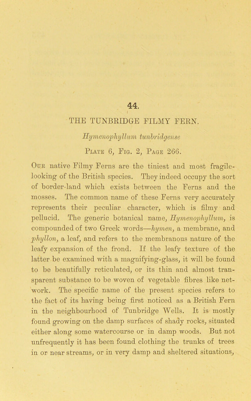 44. I THE TUNBRIDGE FILMY FERN. llijmenopliyllum tunhridgense Plate G, Fig. 2, Page 266. Our native Filmy Ferns are the tiniest and most fi’agile- looking of tlie British species. They indeed occupy the sort of border-land which exists between the Ferns and the mosses. The common name of these Ferns very accurately represents their peculiar character, which is filmy and pellucid. The generic botanical name, B.ijmenophyllum, is compounded of two Greek words—hymen, a membrane, and 2)hyllon, a leaf, and refers to the membranous nature of the leafy expansion of the frond. If the leafy texture of the latter be examined with a magnifying-glass, it will be found to be beautifully reticulated, or its thin and almost tran- sparent substance to be woven of vegetable fibres like net- work. The specific name of the jDresent species refers to the fact of its having being first noticed as a British Fern in the neighbourhood of Tunbridge Wells. It is mostly found growing on the damp surfaces of shady rocks, situated either along some watercourse or in damp woods. But not unfrequently it has been found clothing the trunks of trees in or near streams, or in very damp and sheltered situations.