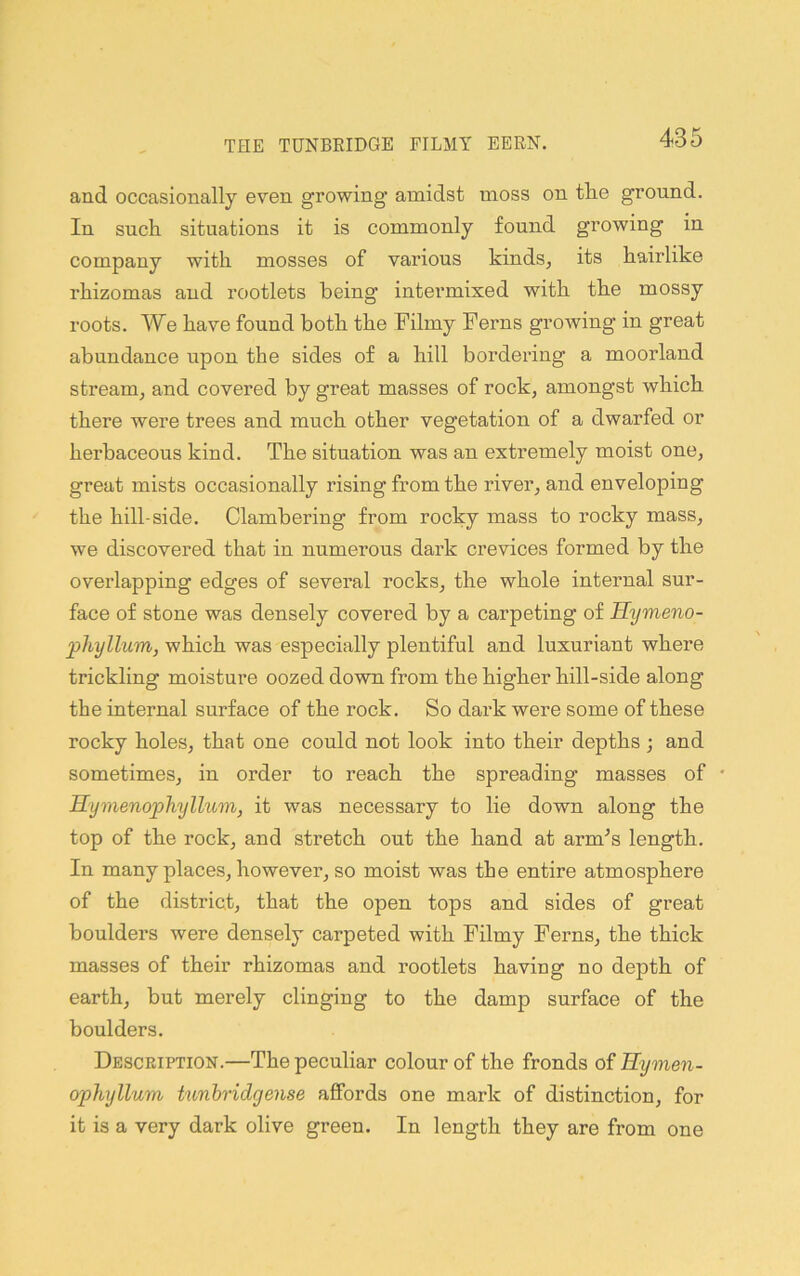and occasionally even growing amidst moss on tlie ground. In such situations it is commonly found growing in company with mosses of various kinds, its hairlike rhizomas and rootlets being intermixed with the mossy roots. We have found both the Filmy Ferns growing in great abundance upon the sides of a hill bordering a moorland stream, and covered by great masses of rock, amongst which there were trees and much other vegetation of a dwarfed or herbaceous kind. The situation was an extremely moist one, great mists occasionally rising from the river, and enveloping the hill-side. Clambering from rocky mass to rocky mass, we discovered that in numerous dark crevices formed by the overlapping edges of several rocks, the whole internal sur- face of stone was densely covered by a carpeting of Hymeno- phyllum, which was especially plentiful and luxuriant where trickling moisture oozed down from the higher hill-side along the internal surface of the rock. So dark were some of these rocky holes, that one could not look into their depths ; and sometimes, in order to reach the spreading masses of * Hymenopliyllum, it was necessary to lie down along the top of the rock, and stretch out the hand at arm’s length. In many places, however, so moist was the entire atmosphere of the district, that the open tops and sides of great boulders were densely carpeted with Filmy Ferns, the thick masses of their rhizomas and rootlets having no depth of earth, but merely clinging to the damp surface of the boulders. Description.—The peculiar colour of the fronds of Hymen- ophyllum tunhridgense affords one mark of distinction, for it is a very dark olive green. In length they are from one