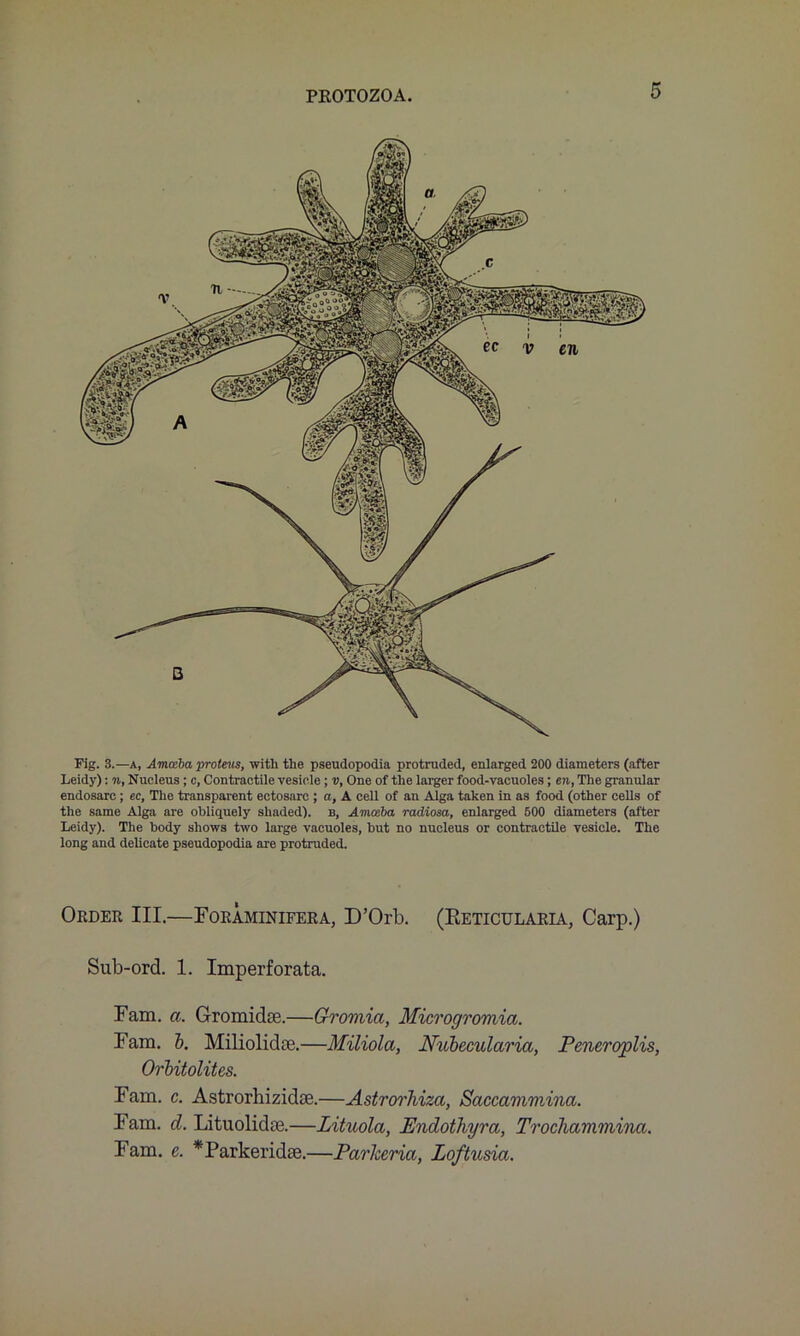 Fig. 3.—a, Amoeba proteus, with the pseudopodia protruded, enlarged 200 diameters (after Leidy): n, Nucleus; c, Contractile vesicle; v, One of the larger food-vacuoles; en, The granular endosarc; ec, The transparent ectosare ; a, A cell of an Alga taken in as food (other cells of the same Alga are obliquely shaded), b, Amoeba radiosa, enlarged 500 diameters (after Leidy). The body shows two large vacuoles, but no nucleus or contractile vesicle. The long and delicate pseudopodia are protruded. Order III.—Foraminifera, D’Orb. (Eeticularia, Carp.) Sub-ord. 1. Imperforata. Fam. a. Gromidse.—Gromia, Microgromia. Fam. b. Miliolidoe.—Miliola, Nubecularia, Peneroplis, Orbitolites. Fam. c. Astrorhizidse.—Astrorhizci, Saccammina. Fam. d. Lituolidpe.—Lituola, Endothyra, Trochammina. Fam. e. ^Parkeridse.—Parkeria, Loftusia.