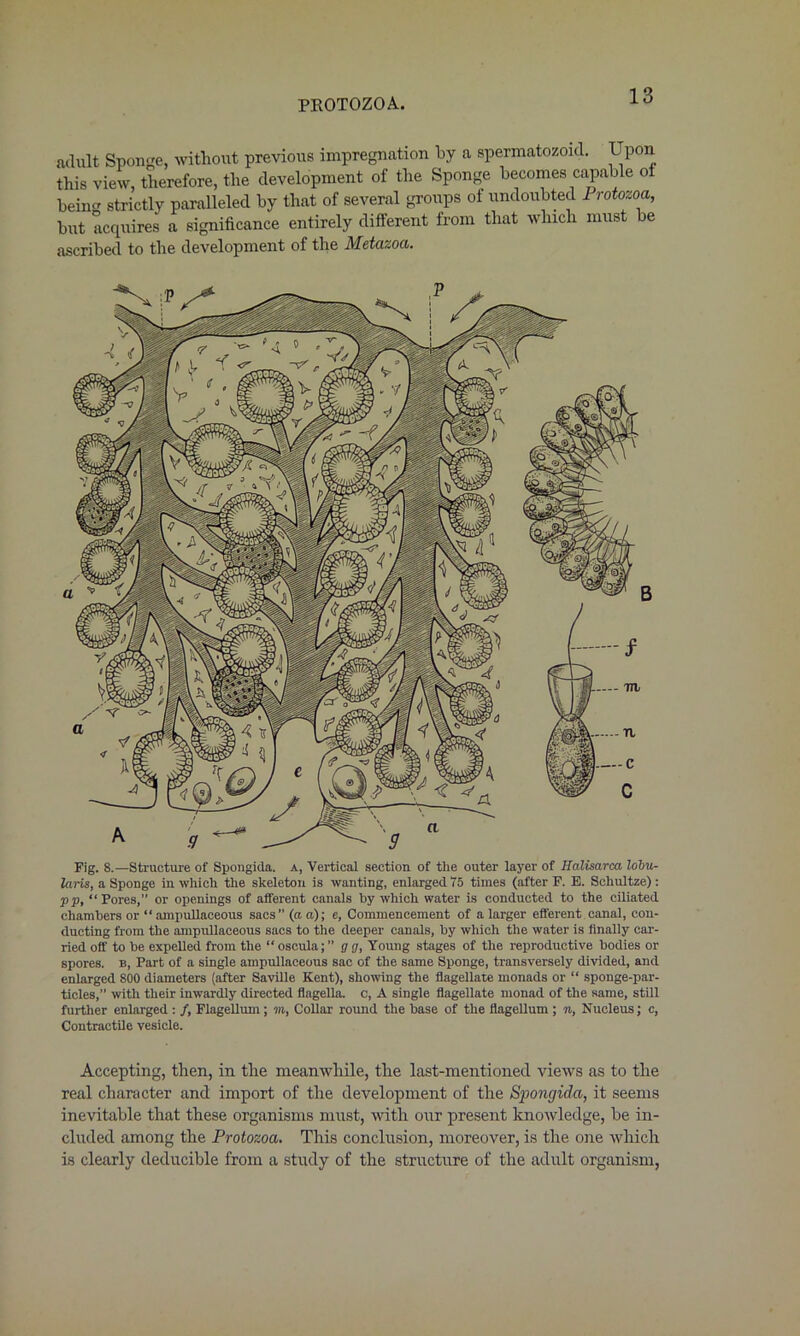 adult Sponge, without previous impregnation by a spermatozoa!. Upon this view, therefore, the development of the Sponge becomes capable ot being strictly paralleled by that of several groups of undoubted Protozoa, but acquires a significance entirely different from that which must be ascribed to the development of the Metazoa. Fig. 8.—Structure of Spongida. a, Vertical section of the outer layer of Halisarca lobu- lar is, a Sponge in which the skeleton is wanting, enlarged 75 times (after F. E. Schultze): pp, “Pores,” or openings of afferent canals by which water is conducted to the ciliated chambers or “ ampullaceous sacs” (a a); e, Commencement of a larger efferent canal, con- ducting from the ampullaceous sacs to the deeper canals, by which the water is finally car- ried ofT to be expelled from the “ oscula; ” g g, Young stages of the reproductive bodies or spores, b, Part of a single ampullaceous sac of the same Sponge, transversely divided, and enlarged 800 diameters (after Saville Kent), showing the flagellate monads or “ sponge-par- ticles,” with their inwardly directed flagella, c, A single flagellate monad of the same, still further enlarged : /, Flagellum; m, Collar round the base of the flagellum ; n, Nucleus; c, Contractile vesicle. Accepting, then, in the meanwhile, the last-mentioned views as to the real character and import of the development of the Spongida, it seems inevitable that these organisms must, with our present knowledge, be in- cluded among the Protozoa. This conclusion, moreover, is the one which is clearly deducible from a study of the structure of the adult organism,