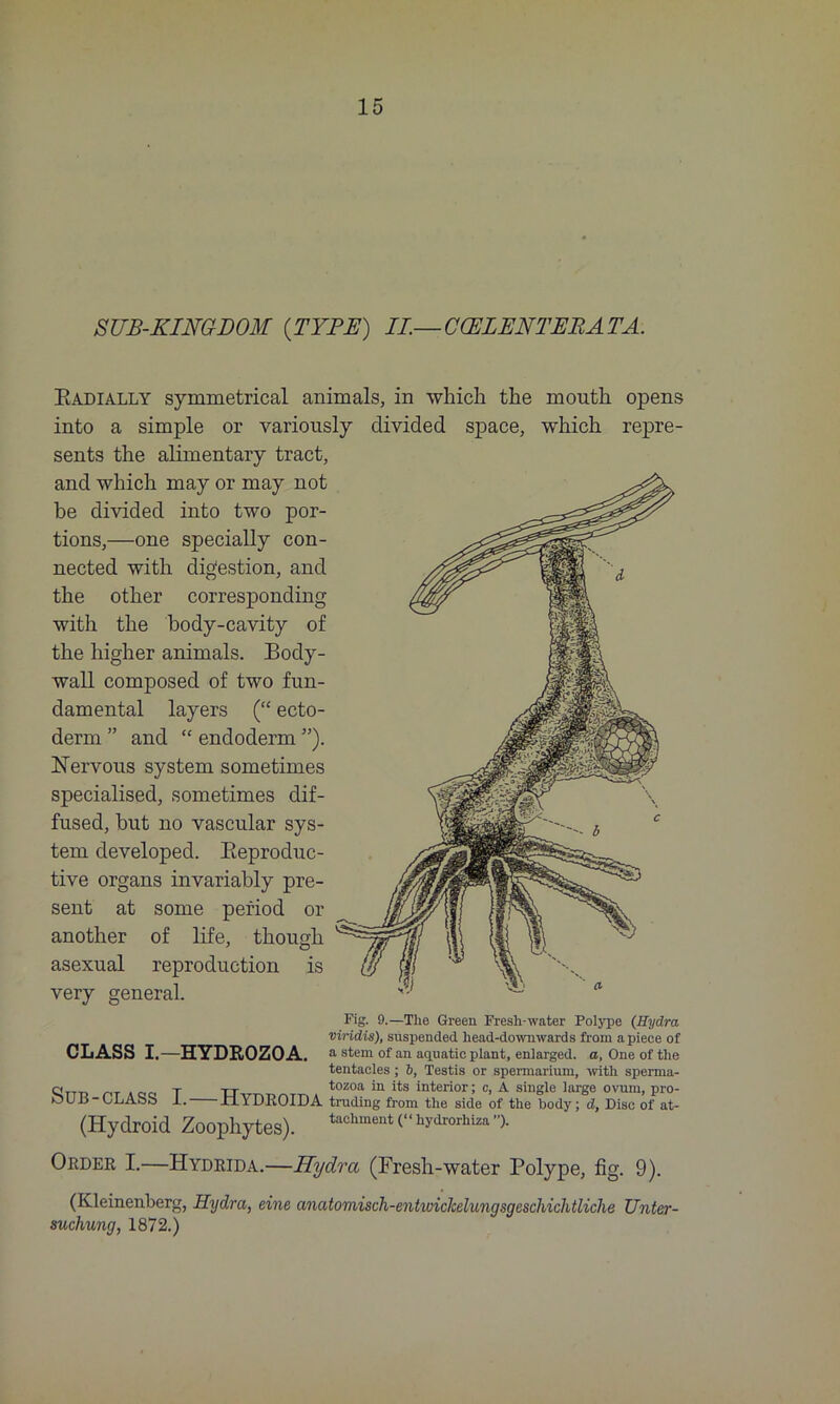 SUB-KINGDOM {TYPE) II— C(ELENTEE.AT.A. Eadially symmetrical animals, in which the mouth opens into a simple or variously divided space, which repre- sents the alimentary tract, and which may or may not be divided into two por- tions,—one specially con- nected with digestion, and the other corresponding with the body-cavity of the higher animals. Body- wall composed of two fun- damental layers (“ ecto- derm ” and “ endoderm ”). Nervous system sometimes specialised, sometimes dif- fused, but no vascular sys- tem developed. Reproduc- tive organs invariably pre- sent at some period or another of life, though asexual reproduction is very general. Fig. 9.—The Green Fresh-water Polype (Hydra viridis), suspended head-downwards from apiece of CLASS I—HYDROZOA. a stem of an aquatic plant, enlarged, a, One of the tentacles ; 6, Testis or spermarium, with sperma- qtt_ t -rr ro/oa m its interior; c, A single large ovum, pro- O U11 - CLASS 1. XlYDROIDA trading from the side of the body; d, Disc of at- (Hydroid Zoophytes). tachment (“ hydrorhiza ). Order I.—Hydrida.—Hydra (Fresh-water Polype, fig. 9). (Kleinenberg, Hydra, eine anatomisch-entwiclcelungsgeschichtliche Unter- suchung, 1872.)