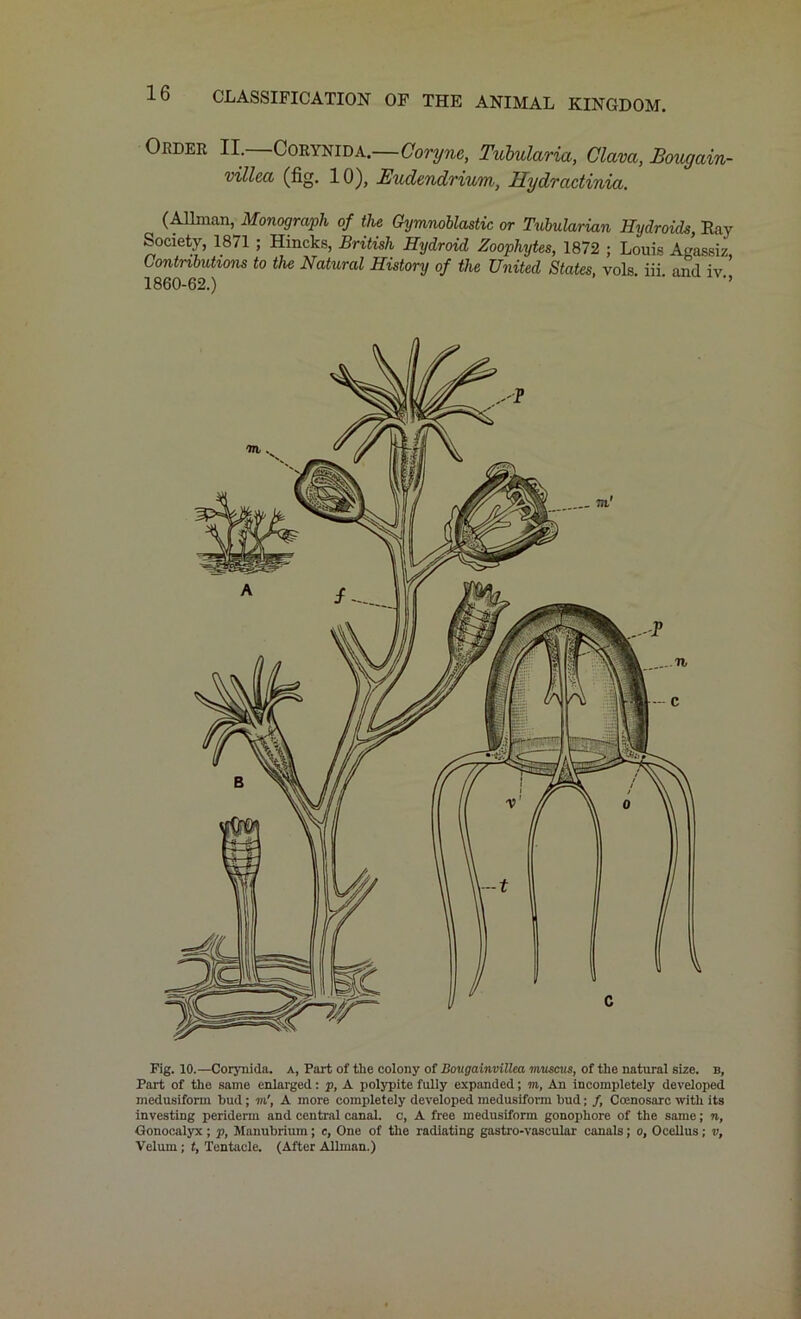 Older II.—Corynida.—Coryne, Tubularia, Clava, Bougain- villea (fig. 10), Budendrium, By dr actinia. (Allman, Monograph of the Gymnoblastic or Tubularian Hydroids, Kay Society, 1871 ; Hincks, British Hydroid Zoophytes, 1872 ; Louis Agassiz Contributions to tlx* Natural History of the United States, vols. iii. and iv 1 QCfl CO \ ’> Fig. 10.—Corynida. a, Part of the colony of Bougainvillea muscus, of the natural size, b, Part of the same enlarged: p, A polypite fully expanded; to, An incompletely developed medusiform bud; to', A more completely developed medusifomi bud; /, Ccenosarc with its investing periderm and central canal, c, A free medusiform gonophore of the same; n, Gonocalyx ; p, Manubrium; c, One of the radiating gastro-vascular canals; o, Ocellus; v, Velum; t, Tentacle. (After Allman.)