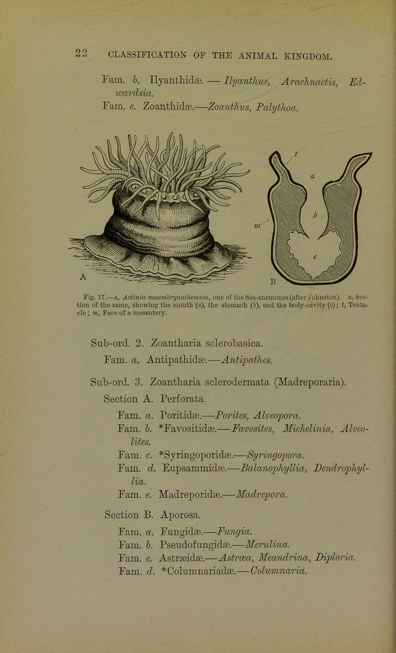 Fam. b. Ilyantliidse. — Ilyanthus, Arachnactis, Ed- wardsia. Fam. c. Zoanthidoe.—Zoantlms, Pcdytlioa. Fig. 17.—a, Actinia mcsembryantlwmum, one of the Sea-anemones (after Johnston), b, Sec- tion of the same, showing the mouth (a), the stomach (6), and the body-cavity (c); t, Tenta- cle ; m, Face of a mesentery. Sub-ord. 2. Zoantliaria sclerobasica. Fam. a. Antipathidse.—Antipathcs. Sub-ord. 3. Zoantliaria sclerodermata (Madreporaria). Section A. Perforata. Fam. a. Poritidse.—Poritcs, Alvcopora. Fam. b. *Favositidce.—Favosites, Miclielinia, Alveo- lites. Fam. c. *Syringoporidte.—Syringopora. Fam. d. Eupsammidte.—Balanophyllia, Dcndrophyl- lia. Fam. e. Madreporidm.—Madrepora. Section B. Aporosa. Fam. a. Fungidfe.—Fungia. Fam. b. Pseudofungidse.—Memlina. Fam. c. Astreeidm.—Astrcea, Meandrina, Diploria. Fam. d. *Columnariadm.—Columnciria.