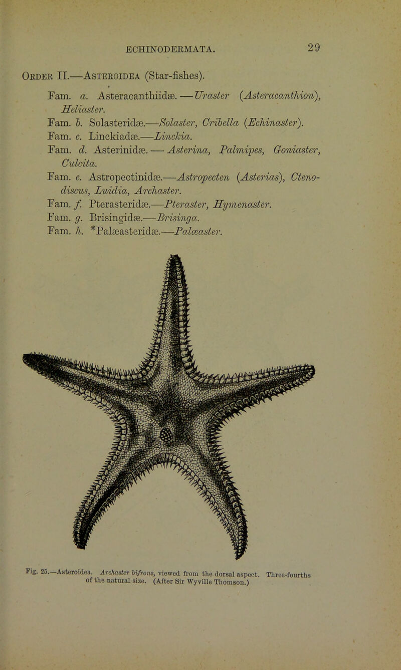 Order II.—Asteroidea (Star-fishes). # Tam. a. Asteracantliiidoe.—Ur aster (Asteracanthion), Heliaster. Fam. b. Solasteridse.—So taster, Cribdla (Ecldnaster). Fam. c. Linckiadse.—Linclcia. Fam. d. Asterinidse.— Asterina, Palmiyes, Goniaster, Culcita. Fam. c. Astropectinidse.—Astropeden (Astcrias), Cteno- discus, Luidia, Archaster. Fam./ Pterasteridse.—Pteraster, Hymmastcr. Fam. g. Brisingidae.—Brisinga. Fam. h, *Palaeasteridae.—Palcecister. Fig. 25.—Asteroidea. Archastcr Ufrons, viewed from the dorsal aspect. Three-fourths of the natural size. (After Sir Wyville Thomson.)