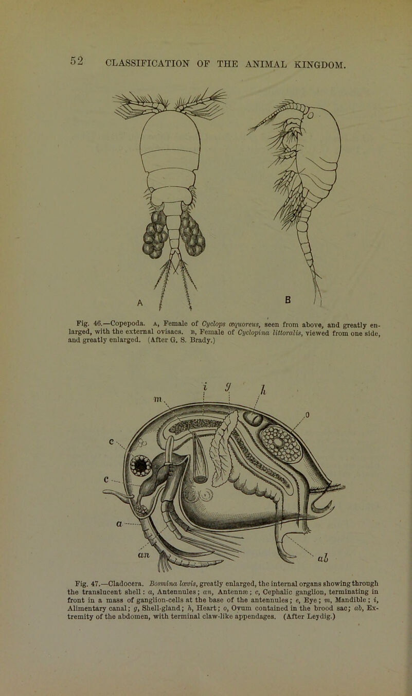 Fig. 46.—Copepoda. a, Female of Cyclops ceguore'us, seen from above, and greatly en- larged, with the external ovisacs, b, Female of Cyclopina littoralis, viewed from one side, and greatly enlarged. (After G. S. Brady.) Fig. 47.—Cladocera. Bosrmina Iwvis, greatly enlarged, the internal organs showing through the translucent shell: a, Antennules; an, Antenna:; c, Cephalic ganglion, terminating in front in a mass of ganglion-cells at the base of the antennules; e, Eye; m. Mandible ; i, Alimentary canal; g, Sliell-gland; li, Heart; o, Ovum contained in the brood sac; ah, Ex- tremity of the abdomen, with terminal claw-like appendages. (After Leydig.)