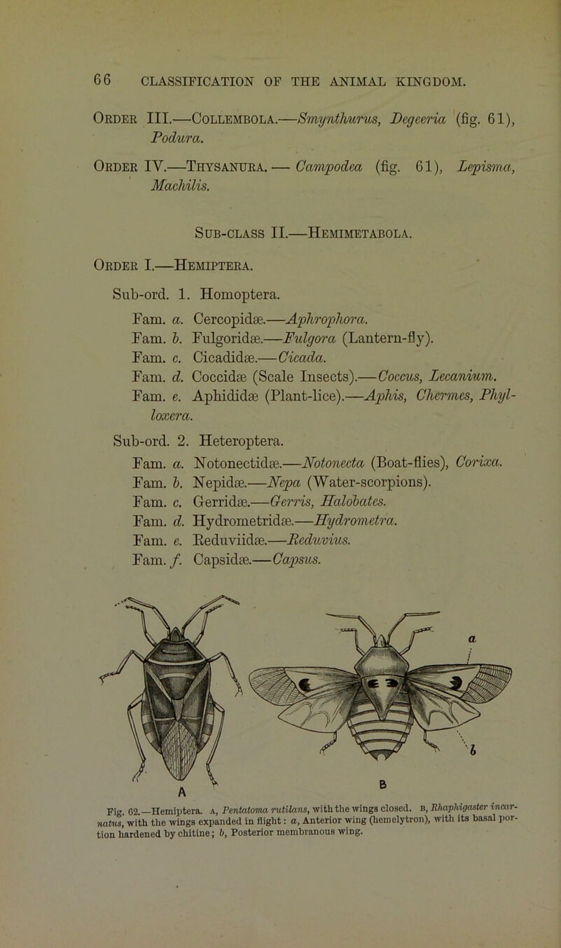 Order III.—Collembola.—Smynthurus, Deg ear ia (fig. 61), Podiira. Order IV.—Thysanura.— Campodca (fig. 61), Lepisma, Machilis. Sub-class II.—Hemimetabola. Order I.—Hemiptera. Sub-ord. 1. Homoptera. Fam. a. Cercopidse.—Aphrophora. Fam. b. Fulgoridae.—Fulgora (Lantern-fly). Fam. c. Cicadidae.—Cicada. Fam. d. Coccidae (Scale Insects).—Coccus, Lecanium. Fam. e. Apbididae (Plant-lice).—Aphis, Chermes, Phyl- loxera. Sub-ord. 2. Heteroptera. Fam. a. ISFotonectidae.—Notonecta (Boat-flies), Corixci. Fam. b. FTepidae.—Ncpa (Water-scorpions). Fam. c. Gerridas.—Gerris, Halobatcs. Fam. d. Hydrometridag.—Hydromctra. Fam. e. Beduviidae.—Rcduvius. Fam./. Capsidee.—Capsus. Pig. 62.—Hemiptera. a, Pentatoma mtilans, with tlie wings closed, b, Rhaphigaster incar- natus, with the wings expanded in flight: a, Anterior wing (hemelytron), with its basal por- tion hardened by chitine; b, Posterior membranous wing.