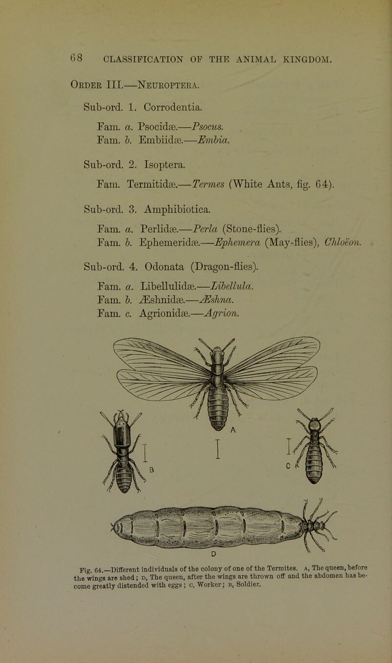 Order III.—Neuroptera. Sub-ord. 1. Corrodentia. Fain. a. Psocidse.—Psocus. Fam. b. Embiidce.—Embia. Sub-ord. 2. Isoptera. Fam. Termitidse.—Termes (White Ants, fig. 64). Sub-ord. 3. Amphibiotica. Fam. a. Perlidae.—Perla (Stone-flies). Fam. b. Ephemerkhe.—Ephemera (May-flies), Chloeon. Sub-ord. 4. Odonata (Dragon-flies). Fam. a. Libellulidae.—Libellula. Fam. b. kEshnidie.—PEshna. Fam. c. Agrionidee.—Agrion. Fig. 64.—Different individuals of the colony of one of the Termites, a, The queen, before the wings are shed; d, The queen, after the wings are thrown off and the abdomen has be- come greatly distended with eggs ; c, Worker; b, Soldier.