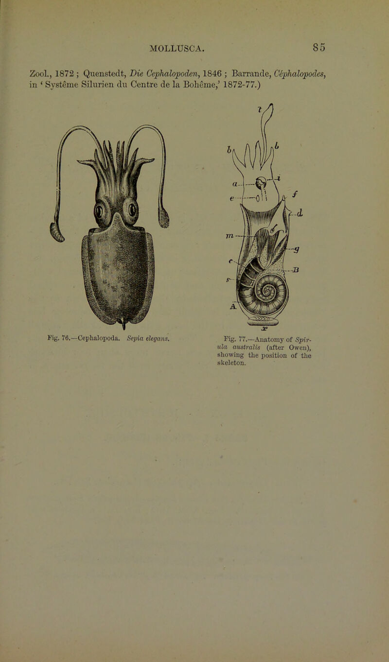 Zool., 1872 ; Quenstedt, Die Cephalopoden, 1846 ; Barrande, Cephalopod.es, in ‘ Systeme Silurien du Centre de la Boheme/ 1872-77.) Kg. 76.—Cephalopoda. Sepia elegans. Fig. 77.—Anatomy of Spir- illa australis (after Owen), showing the position of the skeleton.