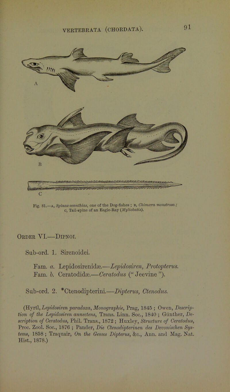 Fig. 81.—a, Spina.x acanthias, one of the Dog-fishes ; b, Chimera monstrosa; c, Tail-spine of an Eagle-Bay (Myliobatis). Order VI.—Dipnoi. Sub-ord. 1. Sirenoidei. Fam. a. Lepidosirenidse.—Lepidosiren, Protopterus. Fam. b. Ceratodidse.—Ceratodus (“ Jeevine ”). Sub-ord. 2. *Ctenodipterini.—Dipterus, Ctenodus. (Hyrtl, Lepidosiren paradoxa, Monographic, Prag, 1845 ; Owen, Descrip- tion of the Lepidosiren annectens, Trans. Linn. Soc., 1840 ; Gunther, De- scription of Ceratodus, Phil. Trans., 1872 ; Huxley, Structure of Ceratodus, Proc. Zool. Soc., 1876 ; Pander, Die Ctenodipterinen des Devonischen Sys- tems, 1858 ; Traquair, On the Genus Dipterus, &c., Ann. and Mag. Nat. Hist., 1878.)