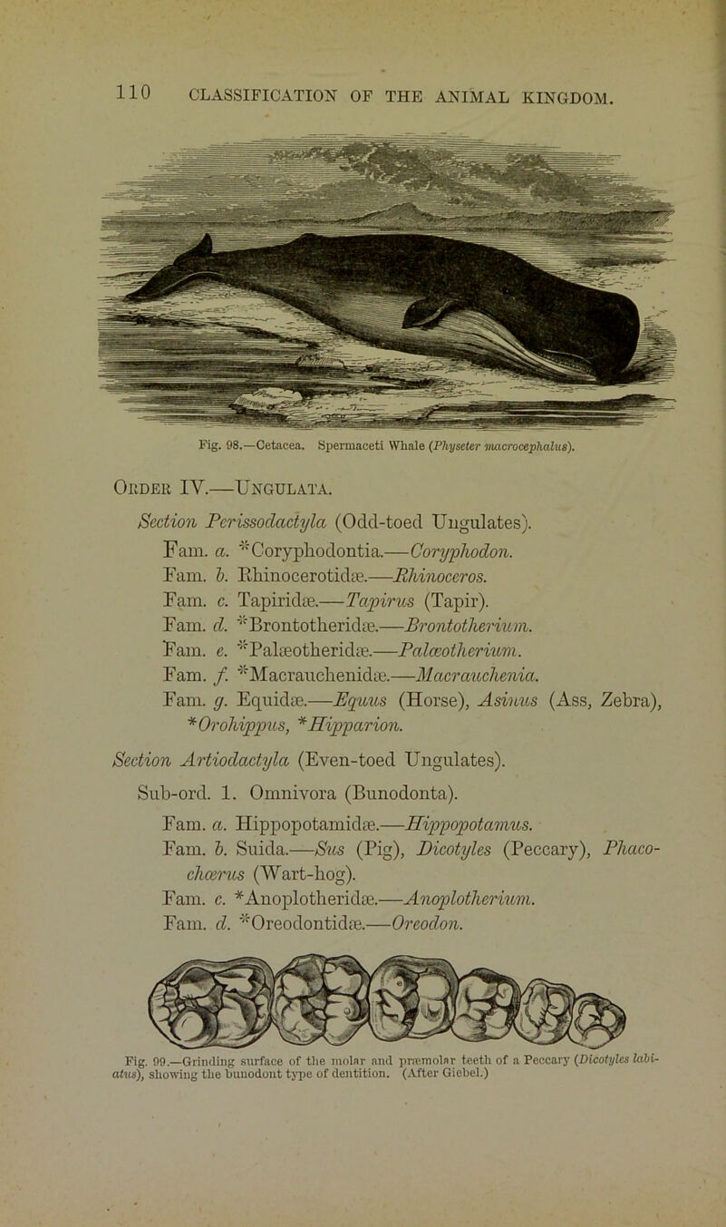 Fig. 98.—Cetacea. Spermaceti Whale (Physcter vtacrocephalus). Order IY.—Ungulata. Section Pcrissodadyla (Ocld-toed Ungulates). Fam. a. Coryphodontia.—Coryplwdon. Fam. b. Ehinocerotidne.—Rhinoceros. Fam. c. Tapiridae.—Ta/pirus (Tapir). Fam. cl. Brontotheridoe.—Brontotherium. Fam. c. 'Pakeotherkke.—Palccotlicriuvi. Fam. /. *Macr auckenidae.—Meterauclienia. Fam. g. Equidse.—Equus (Horse), Asimts (Ass, Zebra), *Orohippus, *Hipparion. Section Artioclactyla (Even-toed Ungulates). Sub-ord. 1. Omnivora (Bunodonta). Fam. a. Hippopotamidae.—Hippopotamus. Fam. b. Suida.—Sus (Pig), Dicotyles (Peccary), Phaco- chcerus (Wart-hog). Fam. c. *Anoplotherido8.—Anoplotherium. Fam. cl. '“'Oreodontidae.—Oreodon. Fig. 99.—Grinding surface of the molar and pncmolar teeth of a Peccary (Dicotyles lali- atus), showing the buuodont type of dentition. (After Giebel.)