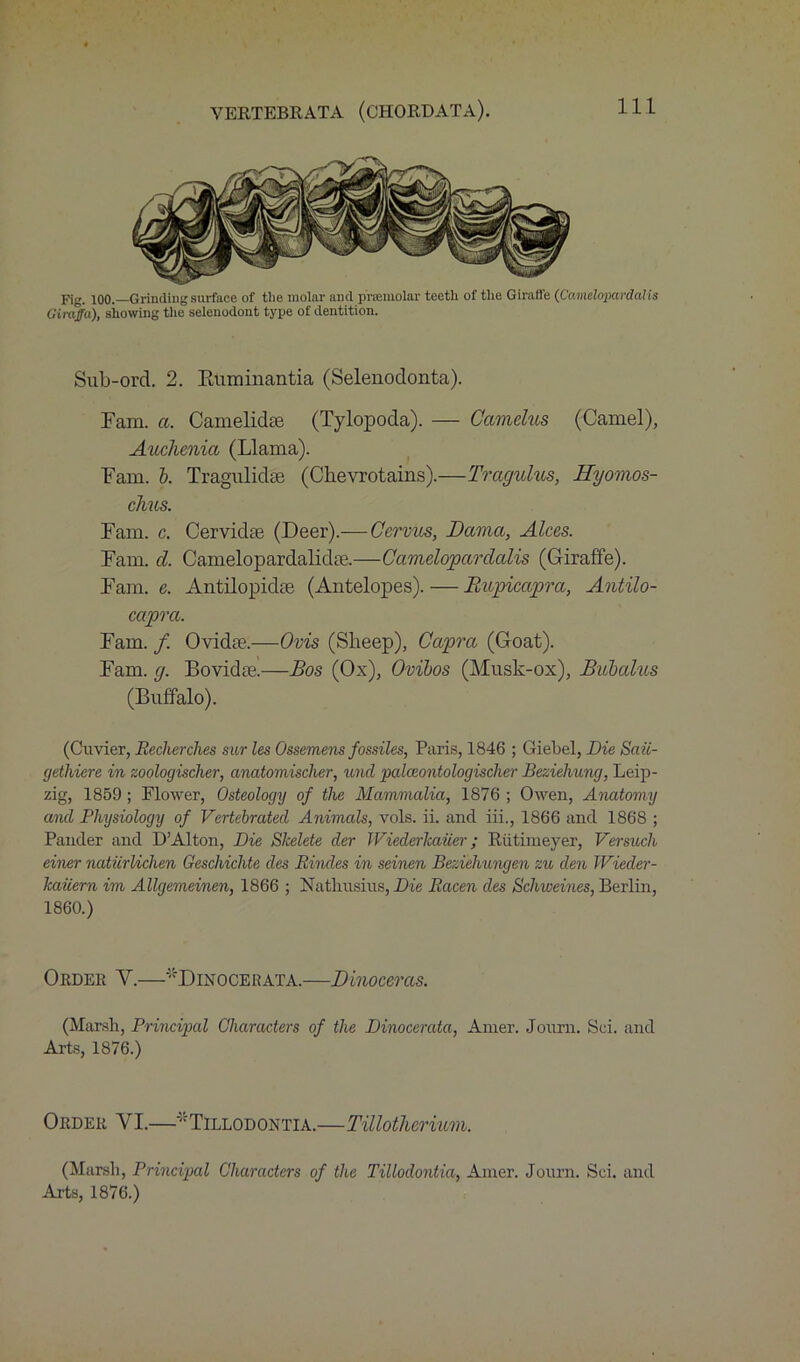 pig4 100. Grinding surface of the molar and p'rsemolar teeth of the Giraffe (Camelopardalis Giraffa), showing the selenodont type of dentition. Sub-ord. 2. Euminantia (Selenodonta). Fam. a. Camelidse (Tylopoda). — Camehis (Camel), Auclunia (Llama). Fam. b. Tragulidse (Clievrotains).—Tragulus, Hyomos- chus. Fam. c. Cervidte (Deer).— Cervus, Dama, Alces. Fam. cl. Camelopardalidre.—Camelopardalis (Giraffe). Fam. e. Antilopidae (Antelopes). — Rupicapra, Antilo- capra. Fam. /. Ovidce.—Ovis (Sheep), Capra (Goat). Fam. g. Bovidte.—Bos (Ox), Ovibos (Musk-ox), Biibalus (Buffalo). (Cuvier, Eecherches stir les Ossemens fossiles, Paris, 1846 ; Giebel, Die Saii- gethiere in zoologischer, cinatomischer, und palceontologischer Beziehung, Leip- zig, 1859 ; Flower, Osteology of the Mammalia, 1876 ; Owen, Anatomy and Physiology of Vertebrated Animals, vols. ii. and iii., 1866 and 1868 ; Pander and D’Alton, Die Slcelete der Wiederlcaiier; Riitiineyer, Versuch einer natiirlichen Geschichte cles Rindes in seinen Beziehungen zu den Wieder- kaiiern im Allgemeinen, 1866 ; Natliusius, Die Racen cles Schweines, Berlin, 1860.) Order Y.—Dinocei;ata.—Dinocercts. (Marsh, Principal Characters of the Dinocercita, Ainer. Journ. Sci. and Arts, 1876.) Order YI.—Tillodontia.—Tillotherium. (Marsh, Principal Characters of the Tillodontia, Amer. Journ. Sci. and Arts, 1876.)