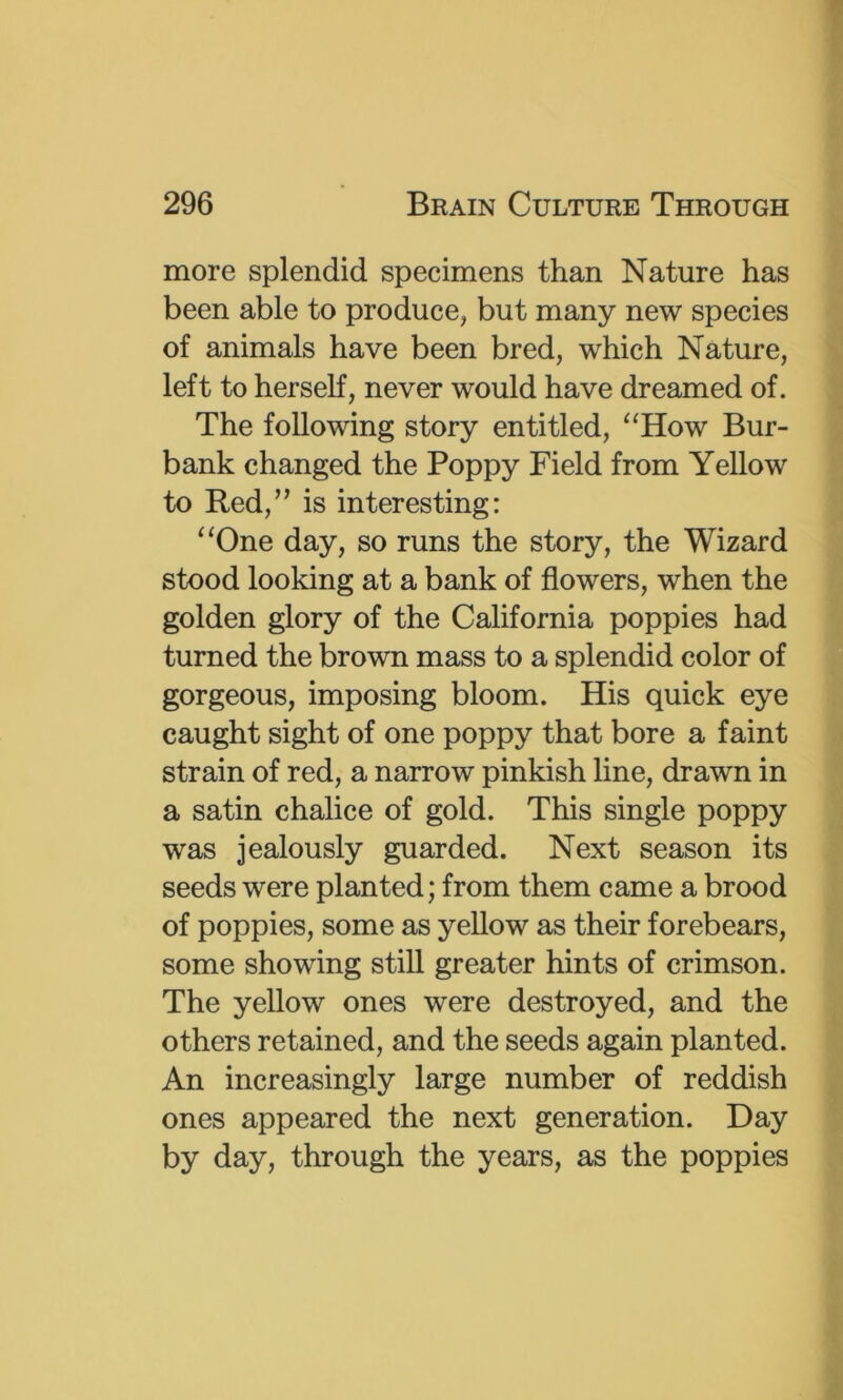 more splendid specimens than Nature has been able to produce, but many new species of animals have been bred, which Nature, left to herself, never would have dreamed of. The following story entitled, “How Bur- bank changed the Poppy Field from Yellow to Red,” is interesting: “One day, so runs the story, the Wizard stood looking at a bank of flowers, when the golden glory of the California poppies had turned the brown mass to a splendid color of gorgeous, imposing bloom. His quick eye caught sight of one poppy that bore a faint strain of red, a narrow pinkish line, drawn in a satin chalice of gold. This single poppy was jealously guarded. Next season its seeds were planted; from them came a brood of poppies, some as yellow as their forebears, some showing still greater hints of crimson. The yellow ones were destroyed, and the others retained, and the seeds again planted. An increasingly large number of reddish ones appeared the next generation. Day by day, through the years, as the poppies