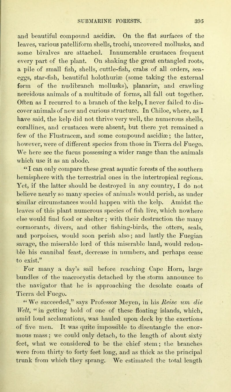 and beautiful compound ascidise. On the flat surfaces of the leaves, various patelliform shells, trochi, uncovered mollusks, and some bivalves are attached. Innumerable Crustacea frequent every part of the plant. On shaking the great entangled roots, a pile of small fish, shells, cuttle-fish, crabs of all orders, sea- eggs, star-fish, beautiful holothurise (some taking the external form of the nudibranch mollusks), planarise, and crawling nereidous animals of a multitude of forms, all fall out together. Often as I recurred to a branch of the kelp, I never failed to dis- cover animals of new and curious structure. In Chiloe, where, as I have said, the kelp did not thrive very well, the numerous shells, corallines, and Crustacea were absent, but there yet remained a few of the Flustracese, and some compound ascidiae; the latter, however, were of different species from those in Tierra del Fuego. We here see the fucus possessing a wider range than the animals which use it as an abode. “I can only compare these great aquatic forests of the southern hemisphere with the terrestrial ones in the intertropical regions. Yet, if the latter should be destroyed in any country, I do not believe nearly so many species of animals would perish, as under similar circumstances would happen with the kelp. Amidst the leaves of this plant numerous species of fish live, which nowhere else would find food or shelter; with their destruction the many cormorants, divers, and other fishing-birds, the otters, seals, and porpoises, would soon perish also; and lastly the Fuegian savage, the miserable lord of this miserable land, would redou- ble his cannibal feast, decrease in numbers, and perhaps cease to exist.” For many a day’s sail before reaching Cape Horn, large bundles of the macrocystis detached by the storm announce to the navigator that he is approaching the desolate coasts of Tierra del Fuego. “We succeeded,” says Professor Meyen, in his Reise um die Welt, “in getting hold of one of these floating islands, which, amid loud acclamations, was hauled upon deck by the exertions of five men. It was quite impossible to disentangle the enor- mous mass; we could only detach, to the length of about sixty feet, what we considered to be the chief stem; the branches were from thirty to forty feet long, and as thick as the principal trunk from which they sprang. We estimated the total length