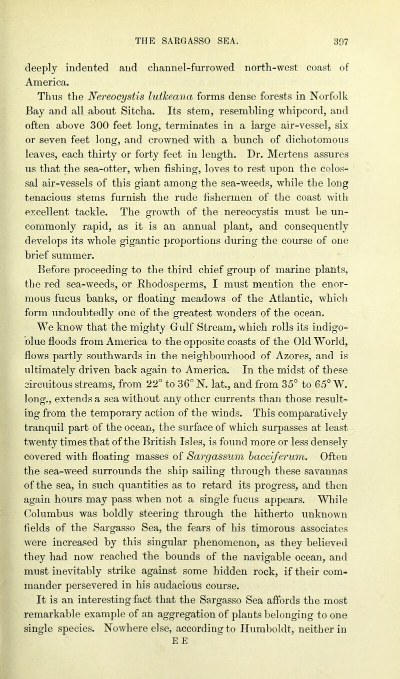 deeply indented and channel-furrowed north-west coast of America. Thus the Nereocystis lutkeana forms dense forests in Norfolk Bay and all about Sitcha. Its stem, resembling whipcord, and often above 300 feet long, terminates in a large air-vessel, six or seven feet long, and crowned with a bunch of dichotomous leaves, each thirty or forty feet in length. Dr. Mertens assures us that the sea-otter, when fishing, loves to rest upon the colos- sal air-vessels of this giant among the sea-weeds, while the long tenacious stems furnish the rude fishermen of the coast with excellent tackle. The growth of the nereocystis must be un- commonly rapid, as it is an annual plant, and consequently develops its whole gigantic proportions during the course of one brief summer. Before proceeding to the third chief group of marine plants, the red sea-weeds, or Rhodosperms, I must mention the enor- mous fucus banks, or floating meadows of the Atlantic, which form undoubtedly one of the greatest wonders of the ocean. We know that the mighty Gfulf Stream, which rolls its indigo- blue floods from America to the opposite coasts of the Old World, flows partly southwards in the neighbourhood of Azores, and is ultimately driven back again to America. In the midst of these circuitous streams, from 22° to 36° N. lat., and from 35° to 05° W. long., extends a sea without any other currents than those result- ing from the temporary action of the winds. This comparatively tranquil part of the ocean, the surface of which surpasses at least twenty times that of the British Isles, is found more or less densely covered with floating masses of Sargassum bacciferum. Often the sea-weed surrounds the ship sailing through these savannas of the sea, in such quantities as to retard its progress, and then again hours may pass when not a single fucus appears. While Columbus was boldly steering through the hitherto unknown fields of the Sargasso Sea, the fears of his timorous associates were increased by this singular phenomenon, as they believed they had now reached the bounds of the navigable ocean, and must inevitably strike against some hidden rock, if their com- mander persevered in his audacious course. It is an interesting fact that the Sargasso Sea affords the most remarkable example of an aggregation of plants belonging to one single species. Nowhere else, according to Humboldt, neither in