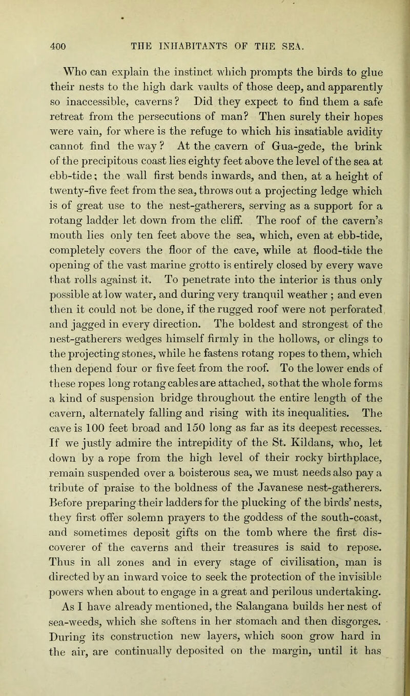 Who can explain the instinct which prompts the birds to glue their nests to the high dark vaults of those deep, and apparently so inaccessible, caverns ? Did they expect to find them a safe retreat from the persecutions of man? Then surely their hopes were vain, for where is the refuge to which his insatiable avidity cannot find the way ? At the cavern of Grua-gede, the brink of the precipitous coast lies eighty feet above the level of the sea at ebb-tide; the wall first bends inwards, and then, at a height of twenty-five feet from the sea, throws out a projecting ledge which is of great use to the nest-gatherers, serving as a support for a rotang ladder let down from the cliff. The roof of the cavern’s mouth lies only ten feet above the sea, which, even at ebb-tide, completely covers the floor of the cave, while at flood-tide the opening of the vast marine grotto is entirely closed by every wave that rolls against it. To penetrate into the interior is thus only possible at low water, and during very tranquil weather ; and even then it could not be done, if the rugged roof were not perforated and jagged in every direction. The boldest and strongest of the nest-gatherers wedges himself firmly in the hollows, or clings to the projecting stones, while he fastens rotang ropes to them, which then depend four or five feet from the roof. To the lower ends of these ropes long rotang cables are attached, so that the whole forms a kind of suspension bridge throughout the entire length of the cavern, alternately falling and rising with its inequalities. The cave is 100 feet broad and 150 long as far as its deepest recesses. If we justly admire the intrepidity of the St. Kildans, who, let down by a rope from the high level of their rocky birthplace, remain suspended over a boisterous sea, we must needs also pay a tribute of praise to the boldness of the Javanese nest-gatherers. Before preparing their ladders for the plucking of the birds’ nests, they first offer solemn prayers to the goddess of the south-coast, and sometimes deposit gifts on the tomb where the first dis- coverer of the caverns and their treasures is said to repose. Thus in all zones and in every stage of civilisation, man is directed by an inward voice to seek the protection of the invisible powers when about to engage in a great and perilous undertaking. As I have already mentioned, the Salangana builds her nest of sea-weeds, which she softens in her stomach and then disgorges. During its construction new layers, which soon grow hard in the air, are continually deposited on the margin, until it has