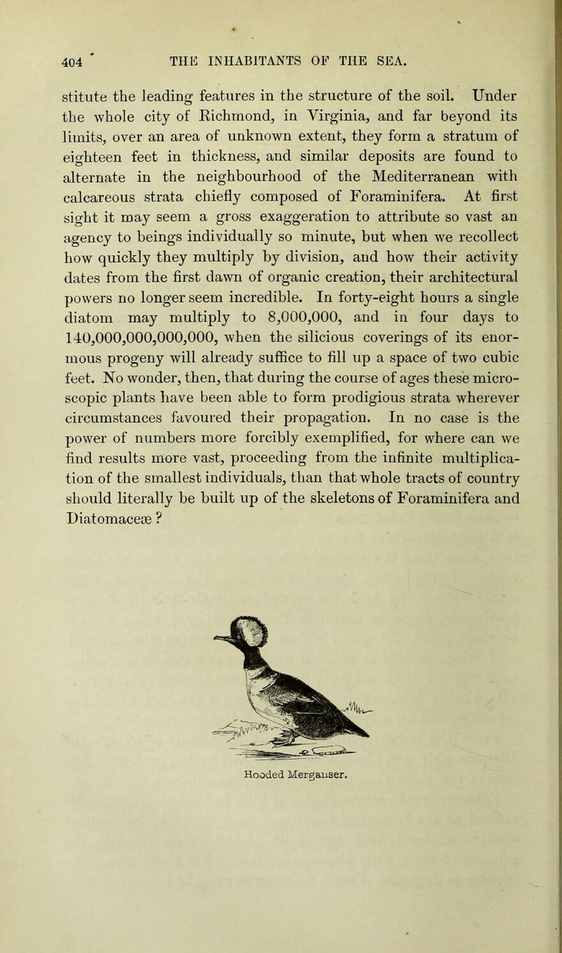stitute the leading features in the structure of the soil. Under the whole city of Richmond, in Virginia, and far beyond its limits, over an area of unknown extent, they form a stratum of eighteen feet in thickness, and similar deposits are found to alternate in the neighbourhood of the Mediterranean with calcareous strata chiefly composed of Foraminifera. At first sight it may seem a gross exaggeration to attribute so vast an agency to beings individually so minute, but when we recollect how quickly they multiply by division, and how their activity dates from the first dawn of organic creation, their architectural powers no longer seem incredible. In forty-eight hours a single diatom may multiply to 8,000,000, and in four days to 140,000,000,000,000, when the silicious coverings of its enor- mous progeny will already suffice to fill up a space of two cubic feet. No wonder, then, that during the course of ages these micro- scopic plants have been able to form prodigious strata wherever circumstances favoured their propagation. In no case is the power of numbers more forcibly exemplified, for where can we find results more vast, proceeding from the infinite multiplica- tion of the smallest individuals, than that whole tracts of country should literally be built up of the skeletons of Foraminifera and Diatomaceoe ? Hooded Mergauser.