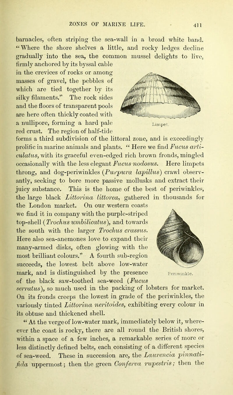 ZONES OF MARINE LIFE. barnacles, often striping the sea-wall in a broad white band. “Where the shore shelves a little, and rocky ledges decline gradually into the sea, the common mussel delights to live, firmly anchored by its byssal cable in the crevices of rocks or among masses of gravel, the pebbles of which are tied together by its silky filaments.” The rock sides and the floors of transparent pools are here often thickly coated with a nullipore, forming a hard pale red crust. The region of half-tide forms a third subdivision of the littoral zone, and is exceedingly prolific in marine animals and plants. “ Here we find Fucus arti- culatus, with its graceful even-edged rich brown fronds, mingled occasionally with the less elegant Fucus nodosus. Here limpets throng, and dog-periwinkles {Purpura lapillus) crawl observ- antly, seeking to bore more passive mollusks and extract their juicy substance. This is the home of the best of periwinkles, the large black Littorina tittorea, gathered in thousands for the London market. On oiu’ western coasts we find it in company with the purple-striped top-shell {Trochusumbilicatus), and towards the south with the larger Trochus crassus. Here also sea-anemones love to expand their many-armed disks, often glowing with the most brilliant colours.” A fourth sub-region succeeds, the lowest belt above low-water mark, and is distinguished by the presence of the black saw-toothed sea-weed {Fucus serratus), so much used in the packing of lobsters for market. On its fronds creeps the lowest in grade of the periwinkles, the variously tinted Littorina neritoides, exhibiting every colour in its obtuse and thickened shell. “At the verge of low-water mark, immediately below it, Avhere- ever the coast is rocky, there are all round the British shores, within a space of a few inches, a remarkable series of more or less distinctly defined belts, each consisting of a different species of sea-weed. These in succession are, the Laurencia pinnati- fida uppermost; then the green Conferva rupestris; then the Periwinkle. Limpet.