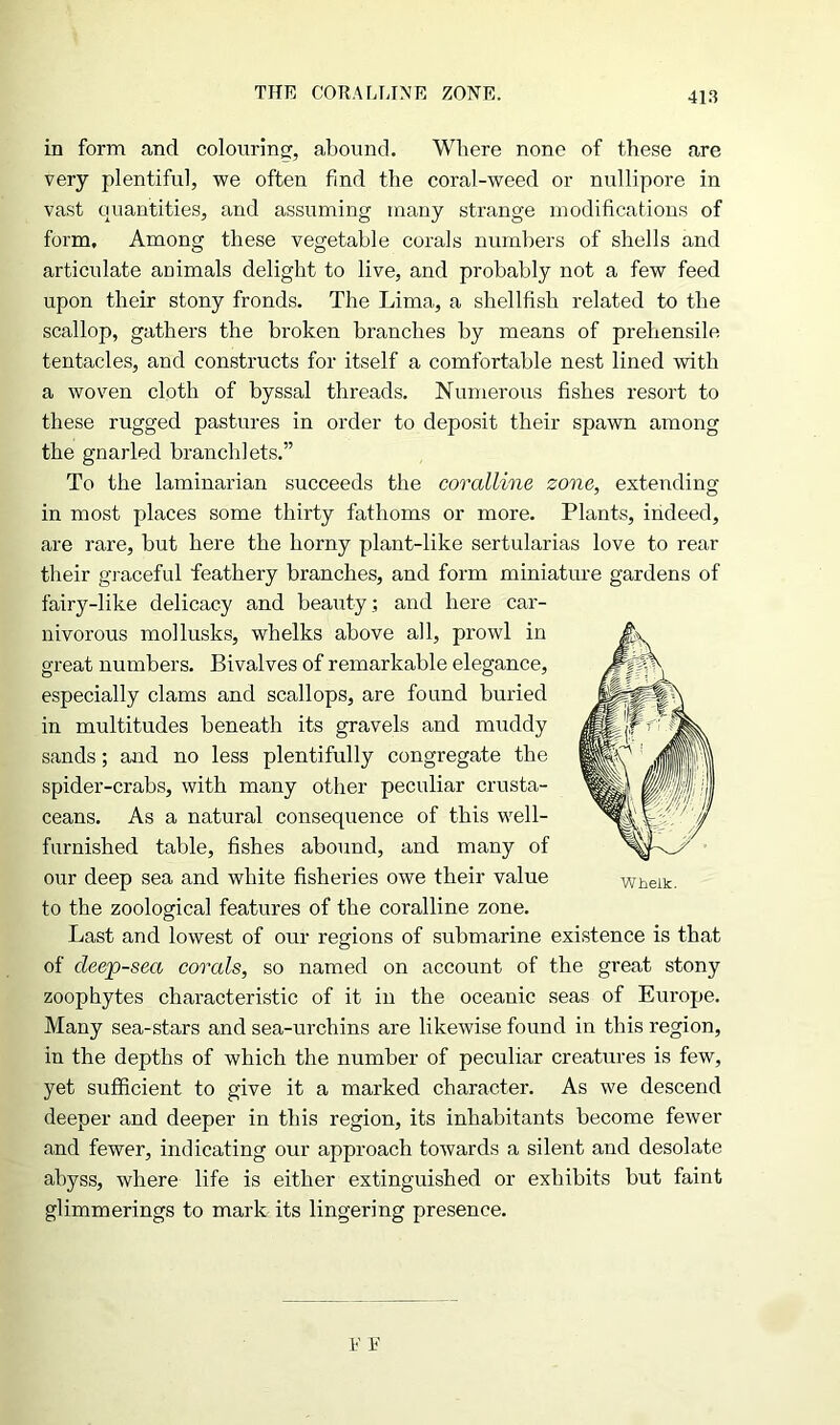 THE CORALLINE ZONE. in form and colouring, abound. Where none of these are very plentiful, we often find the coral-weed or nullipore in vast quantities, and assuming many strange modifications of form. Among these vegetable corals numbers of shells and articulate animals delight to live, and probably not a few feed upon their stony fronds. The Lima, a shellfish related to the scallop, gathers the broken branches by means of prehensile tentacles, and constructs for itself a comfortable nest lined with a woven cloth of byssal threads. Numerous fishes resort to these rugged pastures in order to deposit their spawn among the gnarled branch!ets.” To the laminarian succeeds the coralline zone, extending in most places some thirty fathoms or more. Plants, indeed, are rare, but here the horny plant-like sertularias love to rear their graceful feathery branches, and form miniature gardens of fairy-like delicacy and beauty; and here car- nivorous mollusks, whelks above all, prowl in great numbers. Bivalves of remarkable elegance, especially clams and scallops, are found buried in multitudes beneath its gravels and muddy sands; and no less plentifully congregate the spider-crabs, with many other peculiar crusta- ceans. As a natural consequence of this well- furnished table, fishes abound, and many of our deep sea and white fisheries owe their value to the zoological features of the coralline zone. Last and lowest of our regions of submarine existence is that of cleep-sea corals, so named on account of the great stony zoophytes characteristic of it in the oceanic seas of Europe. Many sea-stars and sea-urchins are likewise found in this region, in the depths of which the number of peculiar creatures is few, yet sufficient to give it a marked character. As we descend deeper and deeper in this region, its inhabitants become fewer and fewer, indicating our approach towards a silent and desolate abyss, where life is either extinguished or exhibits but faint glimmerings to mark its lingering presence. Whelk.