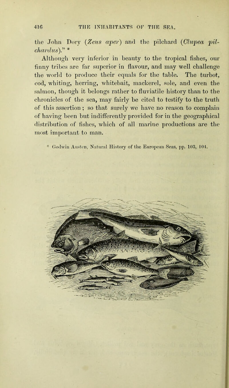 the John Dory (Zeus aper) and the pilchard (Glupea pnl- chardus).” * Although very inferior in beauty to the tropical fishes, our finny tribes are far superior in flavour, and may well challenge the world to produce their equals for the table. The turbot, cod, whiting, herring, whitebait, mackerel, sole, and even the salmon, though it belongs rather to fluviatile history than to the chronicles of the sea, may fairly be cited to testify to the truth of this assertion ; so that surely we have no reason to complain of having been but indifferently provided for in the geographical distribution of fishes, which of all marine productions are the most important to man. * Godwin Austen, Natural History of the European Seas, pp. 103, 104.