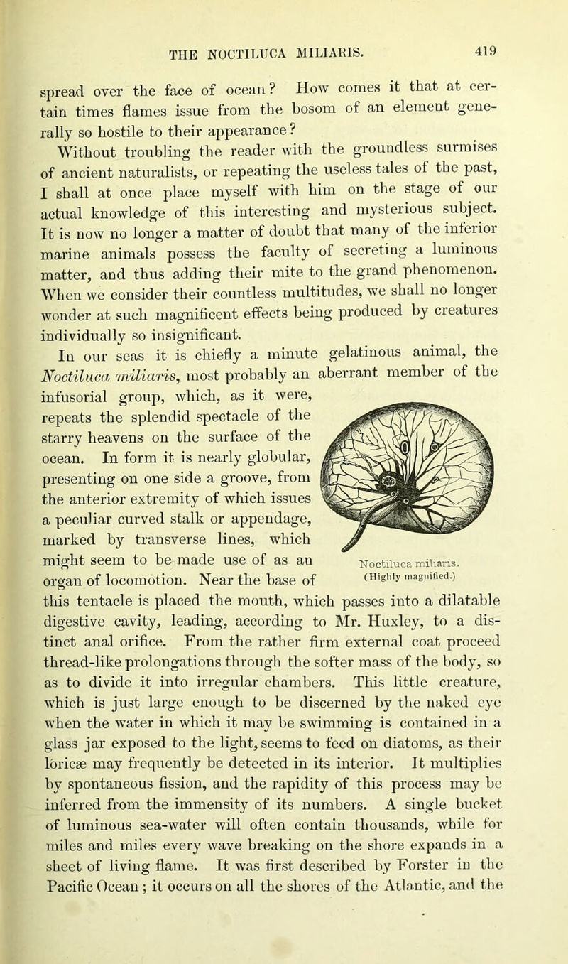 THE NOCTILUCA MILIARIS. spread over the face of ocean ? How comes it that at cer- tain times flames issue from the bosom of an element gene- rally so hostile to their appearance ? Without troubling the reader with the groundless surmises of ancient naturalists, or repeating the useless tales of the past, I shall at once place myself with him on the stage of our actual knowledge of this interesting and mysterious subject. It is now no longer a matter of doubt that many of the inferior marine animals possess the faculty of secreting a luminous matter, and thus adding their mite to the grand phenomenon. When we consider their countless multitudes, we shall no longer wonder at such magnificent effects being produced by creatuies individually so insignificant. In our seas it is chiefly a minute gelatinous animal, the Noctiluca miliaris, most probably an aberrant member of the infusorial group, which, as it were, repeats the splendid spectacle of the starry heavens on the surface of the ocean. In form it is nearly globular, presenting on one side a groove, from the anterior extremity of which issues a peculiar curved stalk or appendage, marked by transverse lines, which might seem to be made use of as an Noctiluca miliaris. organ of locomotion. Near the base of (Highly magnified.) this tentacle is placed the mouth, which passes into a dilatable digestive cavity, leading, according to Mr. Huxley, to a dis- tinct anal orifice. From the rather firm external coat proceed thread-like prolongations through the softer mass of the body, so as to divide it into irregular chambers. This little creature, which is just large enough to be discerned by the naked eye when the water in which it may be swimming is contained in a glass jar exposed to the light, seems to feed on diatoms, as their loricse may frequently be detected in its interior. It multiplies by spontaneous fission, and the rapidity of this process may be inferred from the immensity of its numbei's. A single bucket of luminous sea-water will often contain thousands, while for miles and miles every wave breaking on the shore expands in a sheet of living flame. It was first described by Forster in the Pacific Ocean ; it occurs on all the shores of the Atlantic, and the