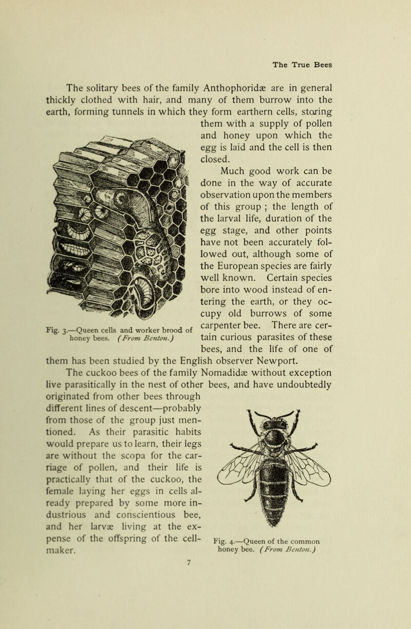 The solitary bees of the family Anthophoridae are in general thickly clothed with hair, and many of them burrow into the earth, forming tunnels in which they form earthern cells, storing them with a supply of pollen and honey upon which the egg is laid and the cell is then closed. Much good work can be done in the way of accurate observation upon the members of this group ; the length of the larval life, duration of the egg stage, and other points have not been accurately fol- lowed out, although some of the European species are fairly well known. Certain species bore into wood instead of en- tering the earth, or they oc- cupy old burrows of some „ „ , , , , , carpenter bee. There are cer- Fig. 3.—Queen cells and worker brood of r honey bees. (From Benton.) tain CUHOUS parasites of these bees, and the life of one of them has been studied by the English observer Newport. The cuckoo bees of the family Nomadidae without exception live parasitically in the nest of other bees, and have undoubtedly originated from other bees through different lines of descent—probably from those of the group just men- tioned. As their parasitic habits would prepare us to learn, their legs are without the scopa for the car- riage of pollen, and their life is practically that of the cuckoo, the female laying her eggs in cells al- ready prepared by some more in- dustrious and conscientious bee, and her larvae living at the ex- pense of the Offspring of the cell- Fig. 4—Queen of the common maker. honey bee. (From Benton.)