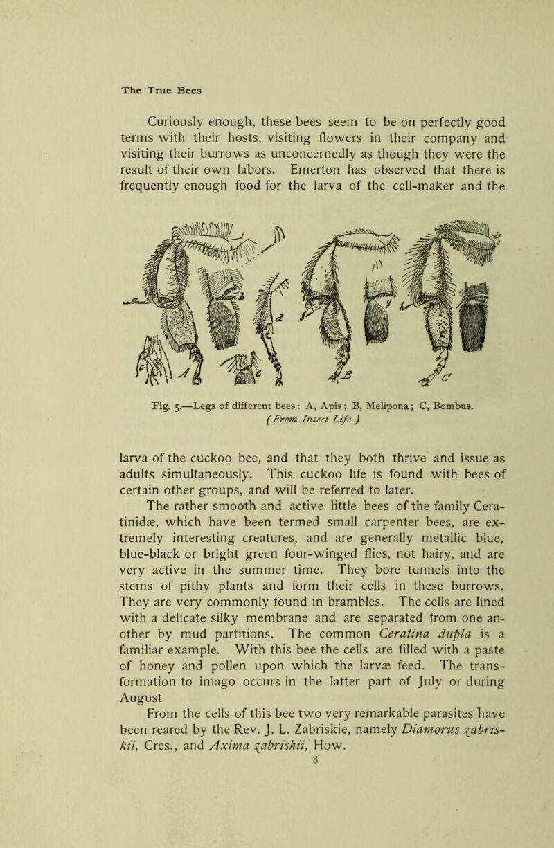 Curiously enough, these bees seem to be on perfectly good terms with their hosts, visiting flowers in their company and visiting their burrows as unconcernedly as though they were the result of their own labors. Emerton has observed that there is frequently enough food for the larva of the cell-maker and the Fig. 5.—Legs of different bees: A, Apis; B, Melipona; C, Bombus. (From Insect Life.) larva of the cuckoo bee, and that they both thrive and issue as adults simultaneously. This cuckoo life is found with bees of certain other groups, and will be referred to later. The rather smooth and active little bees of the family Cera- tinidae, which have been termed small carpenter bees, are ex- tremely interesting creatures, and are generally metallic blue, blue-black or bright green four-winged flies, not hairy, and are very active in the summer time. They bore tunnels into the stems of pithy plants and form their cells in these burrows. They are very commonly found in brambles. The cells are lined with a delicate silky membrane and are separated from one an- other by mud partitions. The common Ceratina dupla is a familiar example. With this bee the cells are filled with a paste of honey and pollen upon which the larvae feed. The trans- formation to imago occurs in the latter part of July or during August From the cells of this bee two very remarkable parasites have been reared by the Rev. J. L. Zabriskie, namely Diamorus %abris- kii, Cres., and Axima ^abriskii, How.