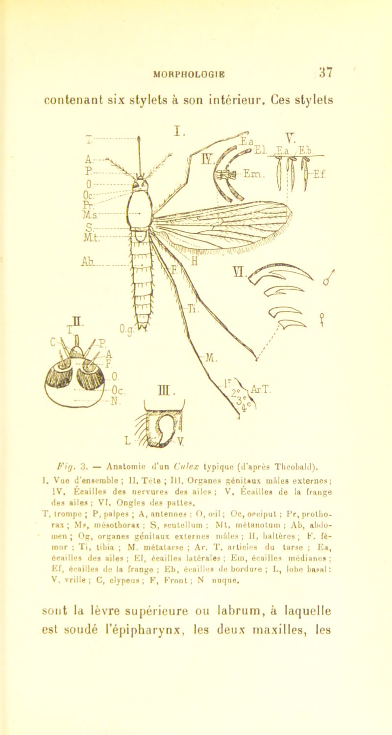 contenant six stylets à son intérieur. Ces stylets Fifj, 3. — Anatomie d’un Cuhx typique (d’après Tlioohald). I» Vue d’ensemble; II. Tète; III. Organes génitaux inities externes; IV, Écailles des nervures des ailes ; V. Écailles de la frange des ailes; Vf. Ongles des pattes. T, trompe ; P, palpes ; A, antennes : O, o*il ; Oc, occiput ; Pr, prollio- rax ; .Ms, mésothorax; S, scutellum ; Mt, métanotum ; Ab, abdo- men; Og, organes génitaux externes mâles; H, lialtères; K. fé- mur : Tl, tibia ; M. métatarse ; Ar. T. ailiclc.H du tarse ; Ka, écailles des ailes ; Kl, écailles latérales ; Km, écailles médianes ; Kf, écailles de la frange ; Eh, écailles de bordure ; L, lobe basai: V, vrille; C, clypeus; F, Front; N nuque. sont la lèvre supérieure ou labriirn, à laquelle est soudé l’épipharynx, les deux maxilles, les