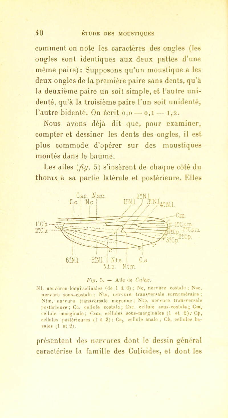 comment on note les caractères des ongles (les ongles sont identiques aux deux pattes d’une même paire): Supposons qu’un moustique a les deux ongles de la première paire sans dents, qu’à la deuxième paire un soit simple, et l’autre uni- denté, qu’à la troisième paire l’un soit unidenté, l’autre bidenlé. On écrit o,o — o,i — 1,2. Nous avons déjà dit que, pour examiner, compter et dessiner les dents des ongles, il est plus commode d’opérer sur des moustiques montés dans le baume. Les ailes {fig. 5) s’insèrent de chaque côté du thorax à sa partie latérale et postérieure. Elles NI, nervures lonsiluilinHlcs (ilo 1 à 6) ; Ne, nervure coslale ; N%c. nervure sous-cosUle ; Nts, nervure transversale surnuméraire ; Nltn, nervure transversale moyenne; Nlp. nnrvnre transversale postérieure; Ce, cellule costale; Csc. cellule sous-eoslaie ; Cm, cellule marginale; C.«m, cellules sous-mari^inalcs (1 et 2); Cp, cellules |ioslérieures (1 à 3); Ca, cellule anale ; CI», cellules ba- sales (1 et 'i). C e. i N.C. 1 Csc. Ns.c. - : w.. ! i:c.b. 2'.C.b. I I ! I ; 6!N,1. 5!N1. I Nts i C.a N.tp. Ntm. Fig. Tl. — .\ile de Cuiex. présentent de.s nervures dont le dessin général caractérise la famille des Culicides, et dont les