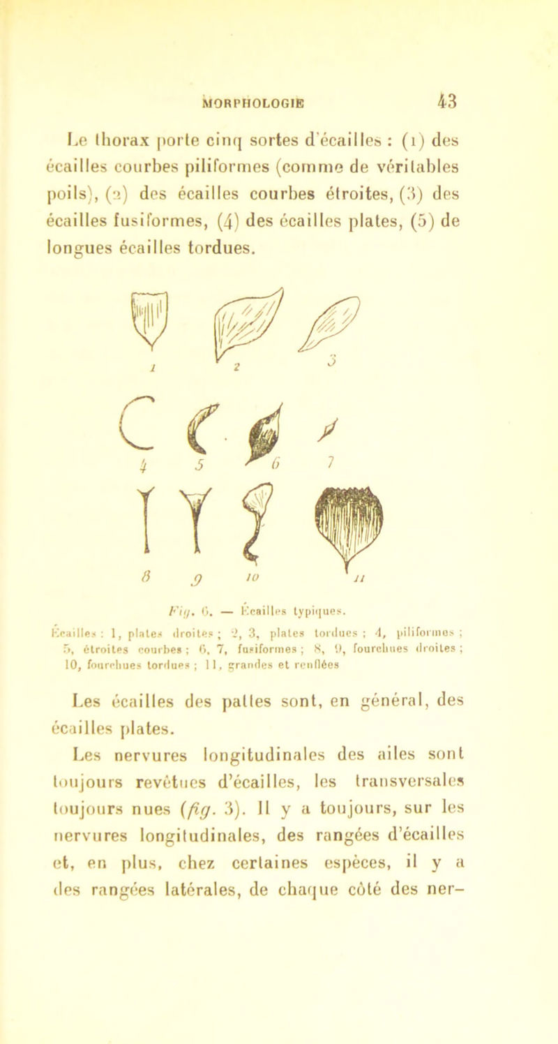 l.e lliorax porte cinq sortes d'écailles : (i) des écailles courbes piliformes (comme de véritables poils), (3) des écailles courbes étroites, (3) des écailles fusiformes, (4) des écailles plates, (5) de longues écailles tordues. A’///» — Keaillfs ty|)it(ue}<. Kcaille!i : 1, piale.'* droite?; '2, 3, plaies tonluc? ; d, piüformo? ; r>, étroites nourbes ; (i. 7, fosiformes ; S, t), fourchues tlroiles ; 10, fourchues tordues ; II, çranHes et rcnnées Les écailles des pattes sont, en général, des écailles [liâtes. Les nervures longitudinales des ailes sont toujours revêtues d’écailles, les transversales toujours nues (fiff. 3). 11 y a toujours, sur les nervures longitudinales, des rangées d’écailles et, en plus, chez certaines espèces, il y a des rangées latérales, de chaque coté des ner-